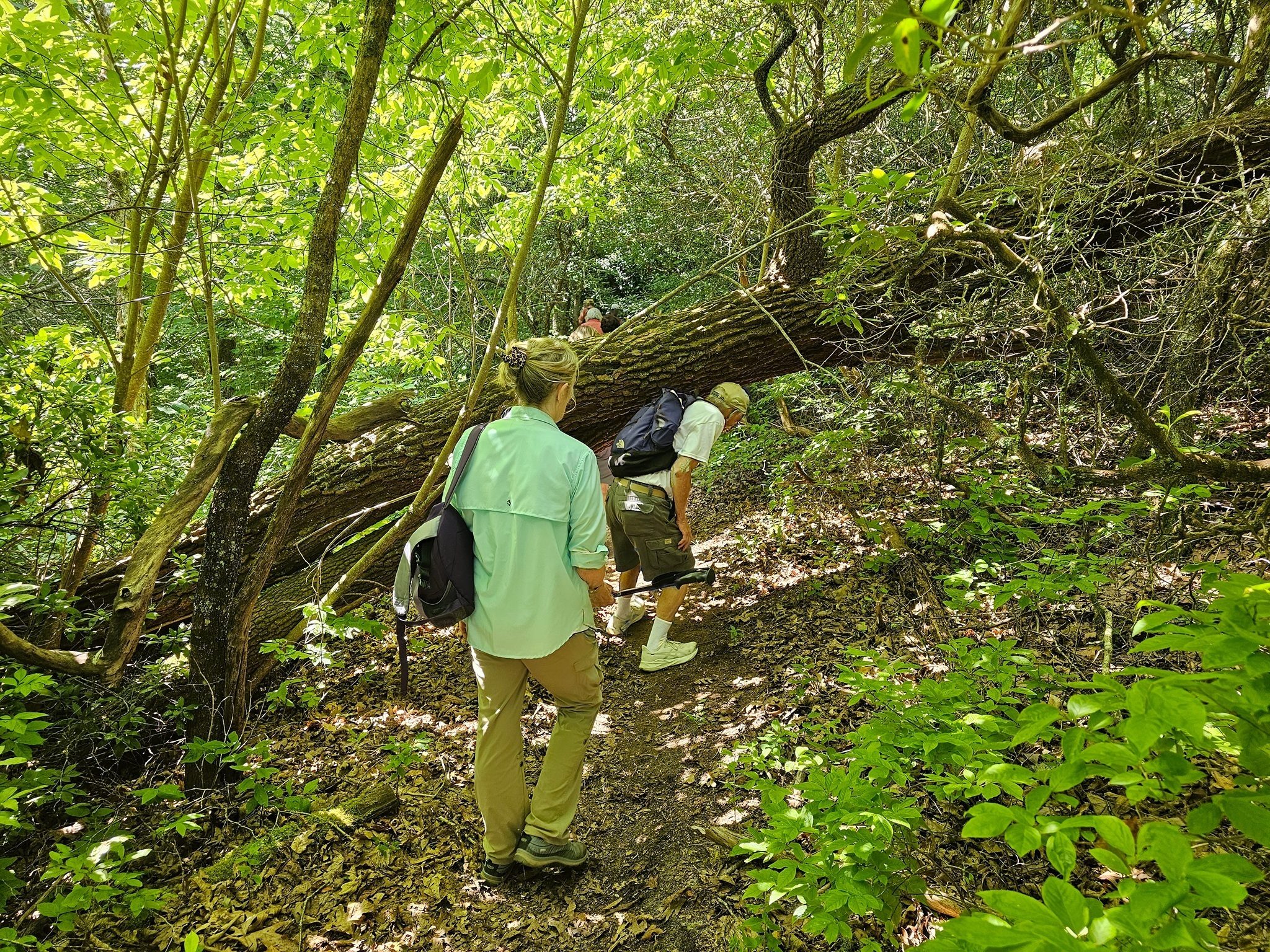 This blowdown returning from Lookout #1 was the only one on today's hike.