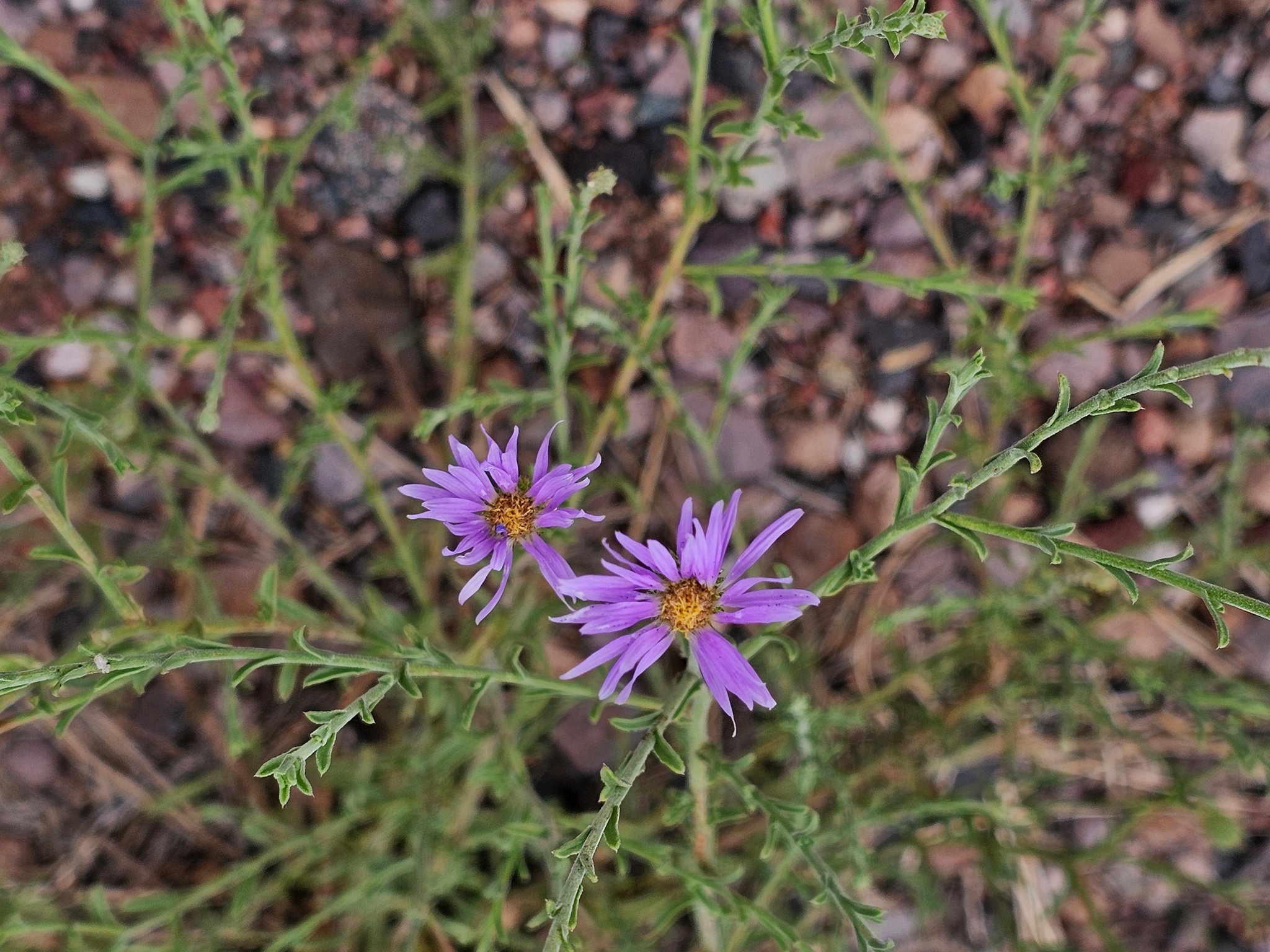 Hoary aster, the only wildflower we saw at this site