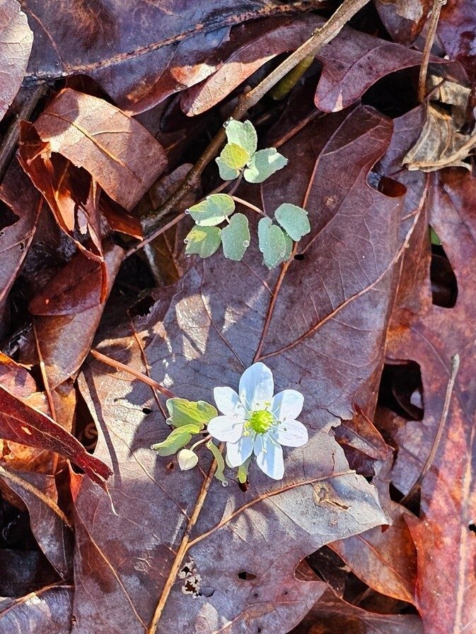 Our first wildflower of the day, Rue-Anemone.