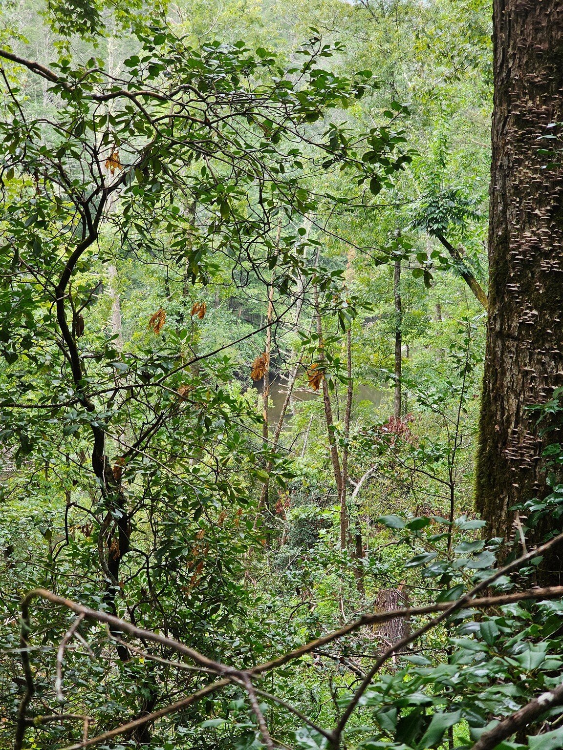 Our first sight of the Chattooga River is barely seen through those trees.