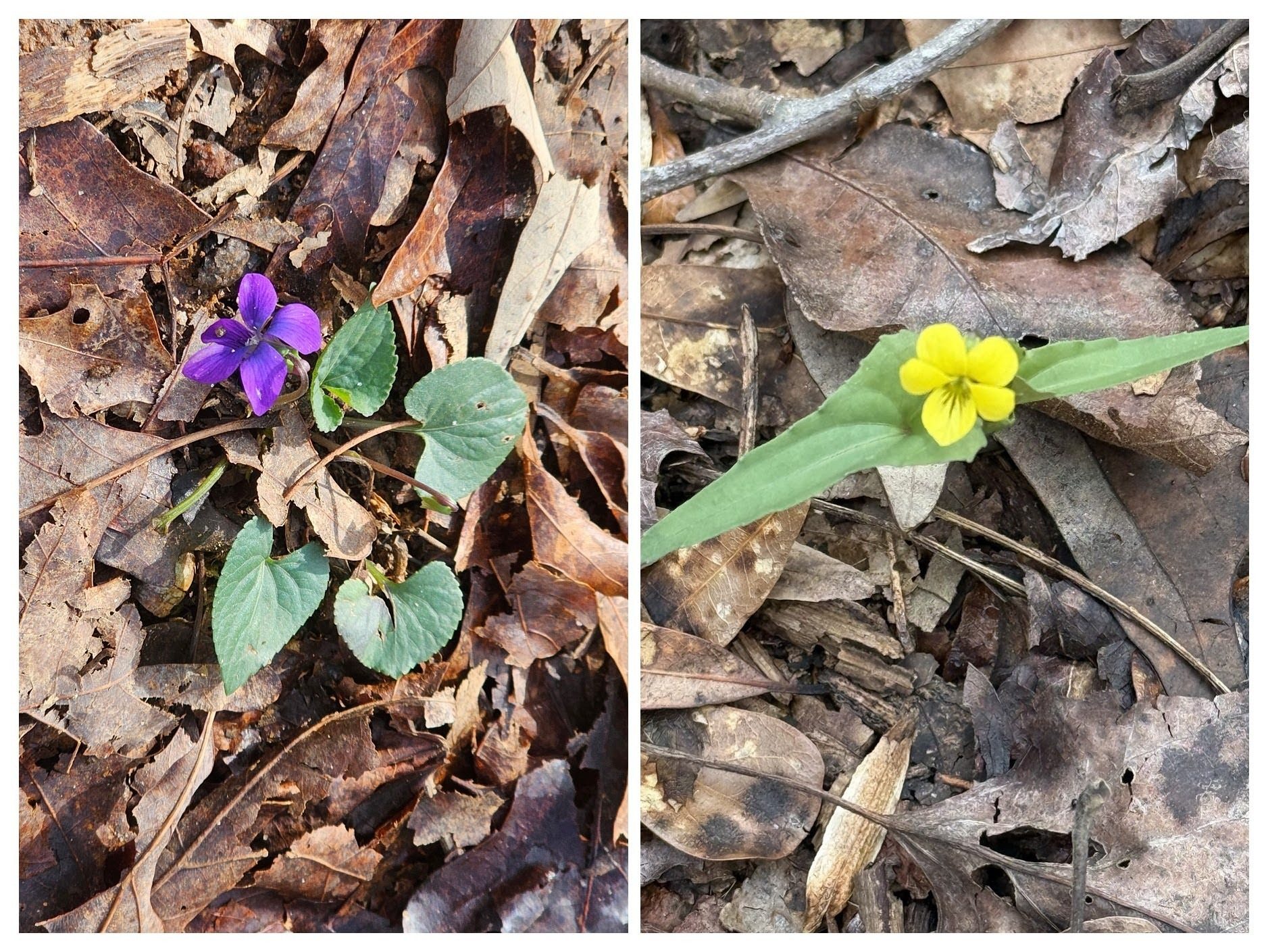 L-Common Blue Violet and R-Halberd Leaf Violet.