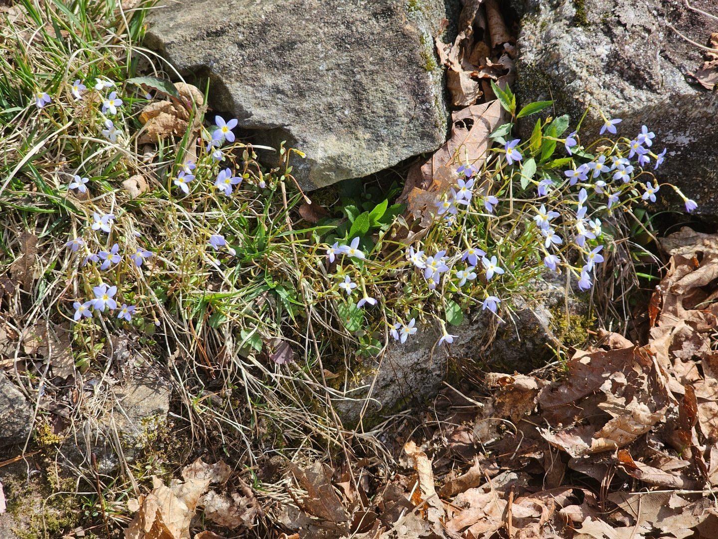 One of my favorite wildflowers, Bluet . . . but then, I like blue flowers of any type.