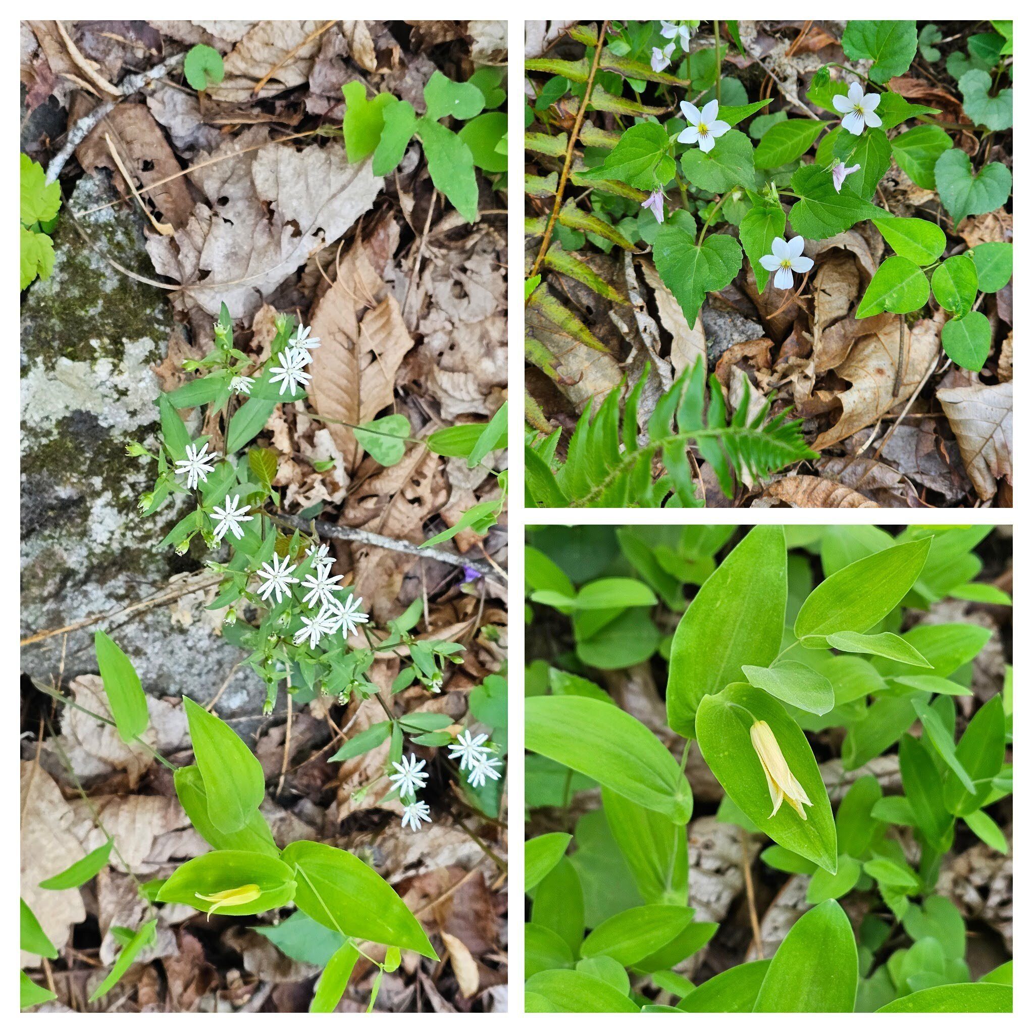 But wait, there are more wildflowers; L-Star Chickweed, UR-Canada Violet, LR-Perfoliate Bellwort.