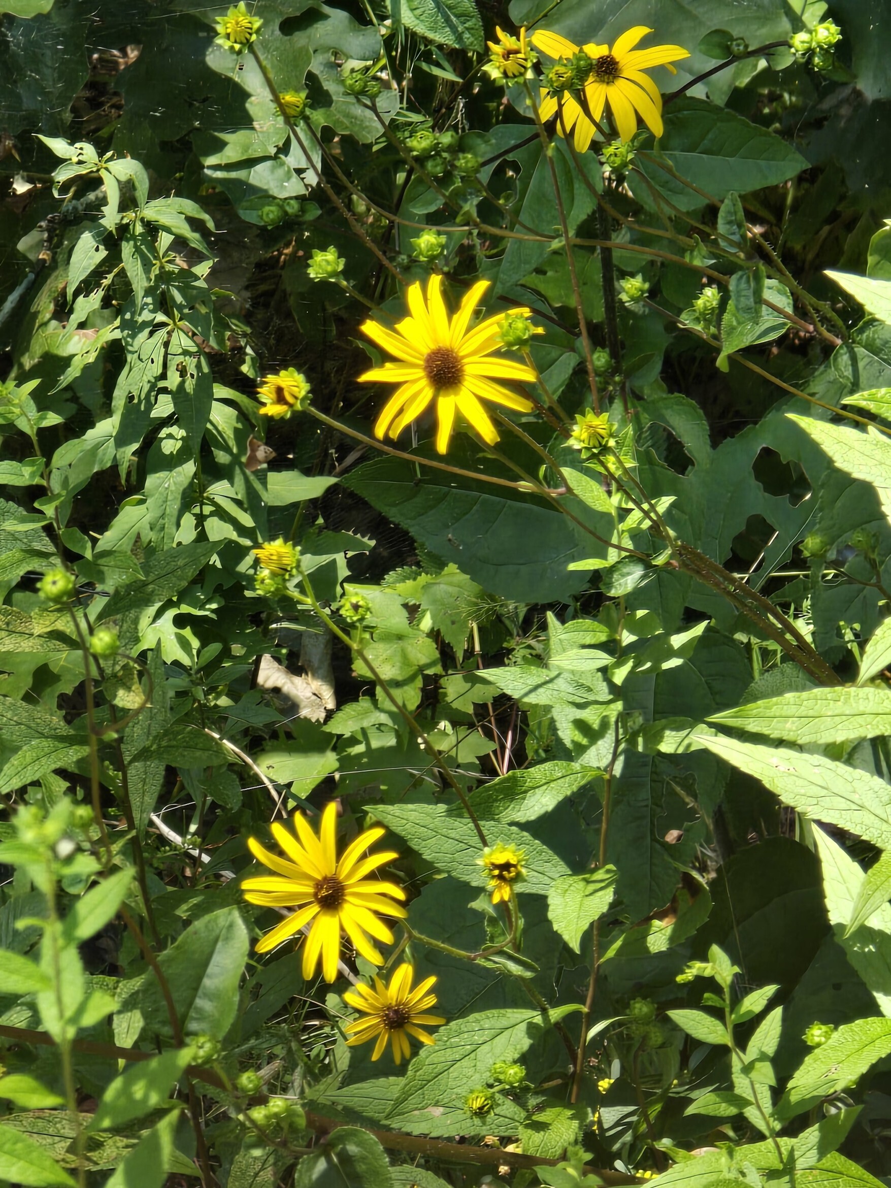 Jane spots this Sunflowers along the bank of Dockery Lake.