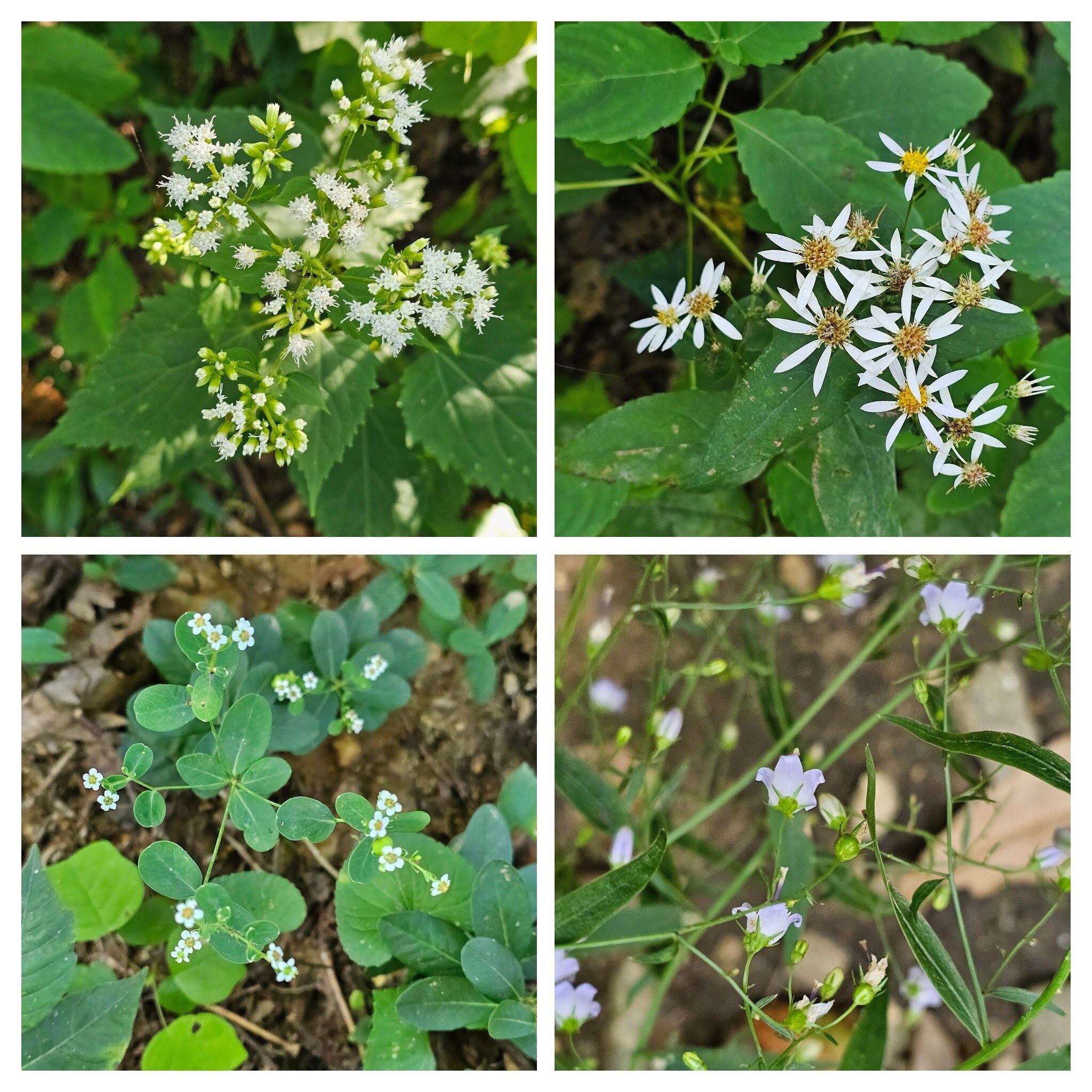 From 10 o'clock, clockwise: White Snakeroot;  White Wood Aster;  Southern harebell;  Flowering spurge