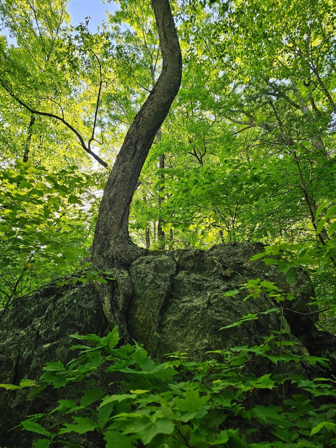 Another great example of a tree that has adapted and won't give up.