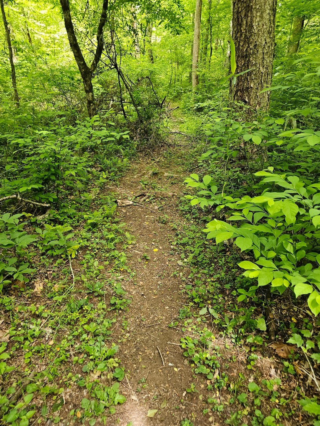 Headed down Fishing Access Trail.