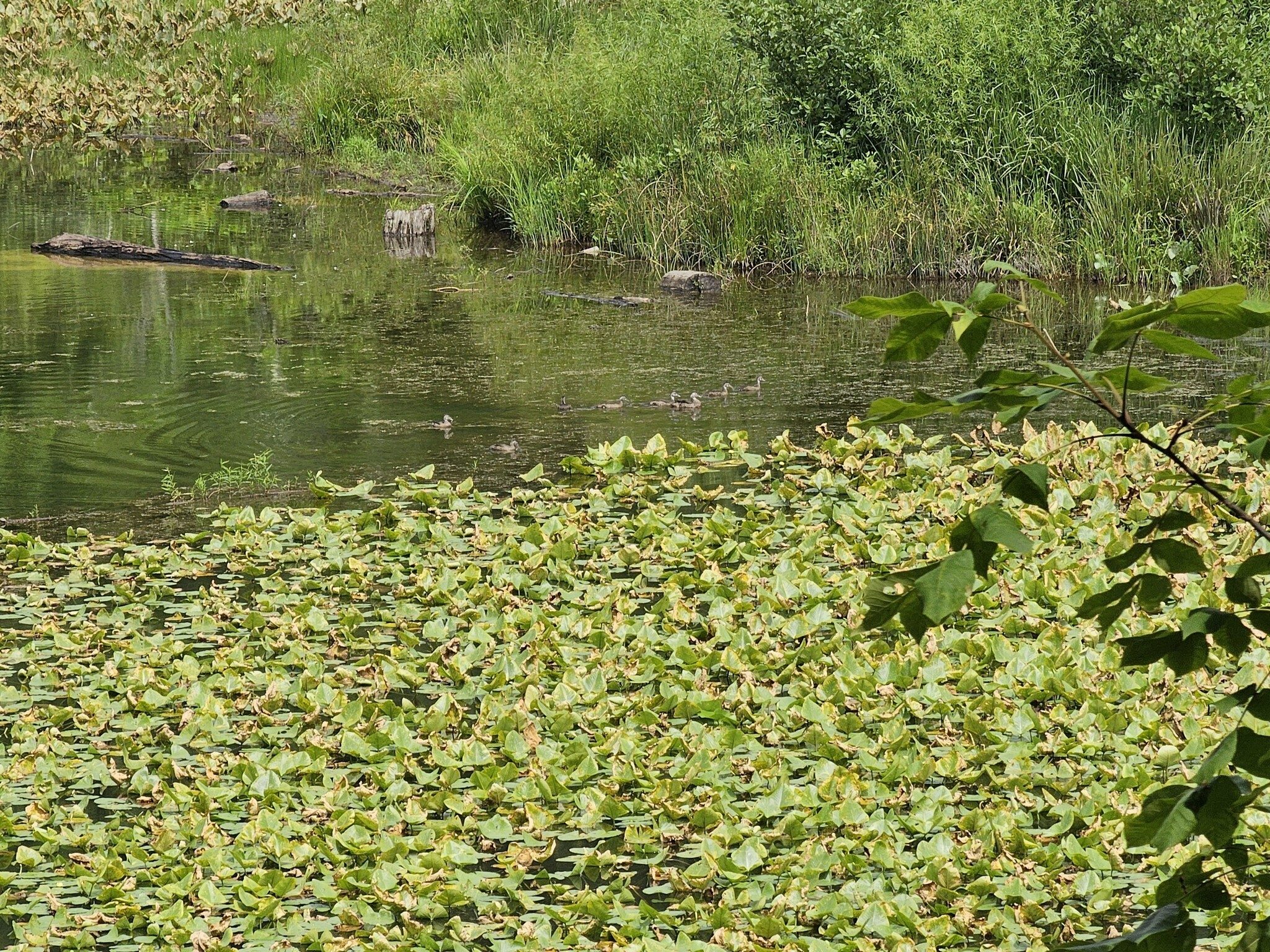 Turning back toward the trailhead, there is a large expanse of wetlands.  See the duck family on the far side of the lily pads?