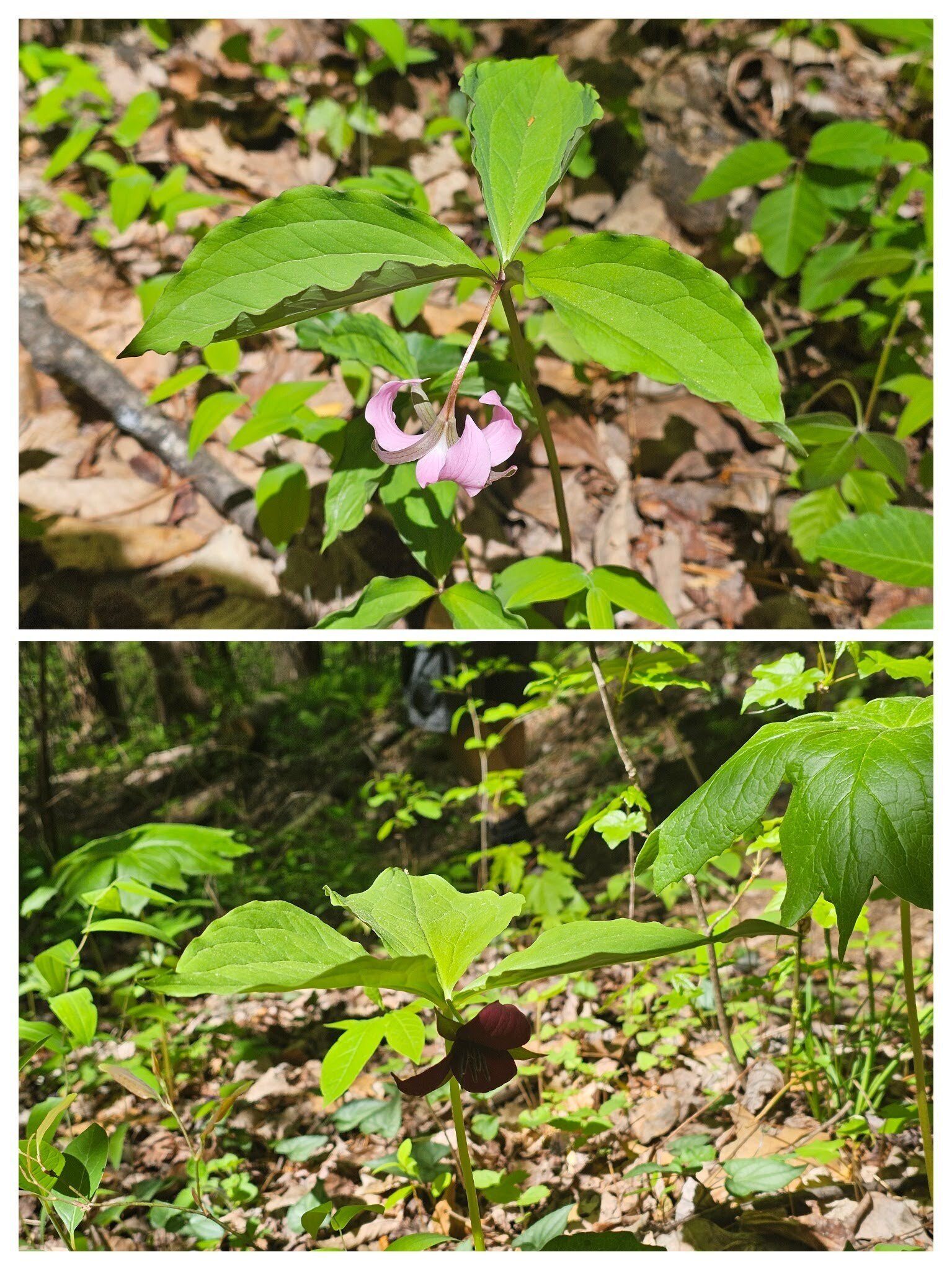 Catesby’s Trillium (top) and Vasey's Trillium (bottom)