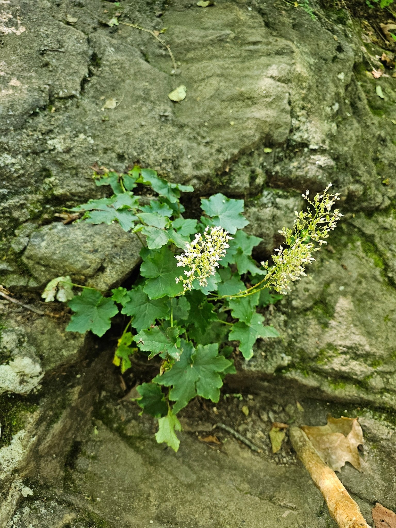 As we proceed past Preacher's Rock, this Hairy alumroot growing atop this rock outcrop caught my attension.