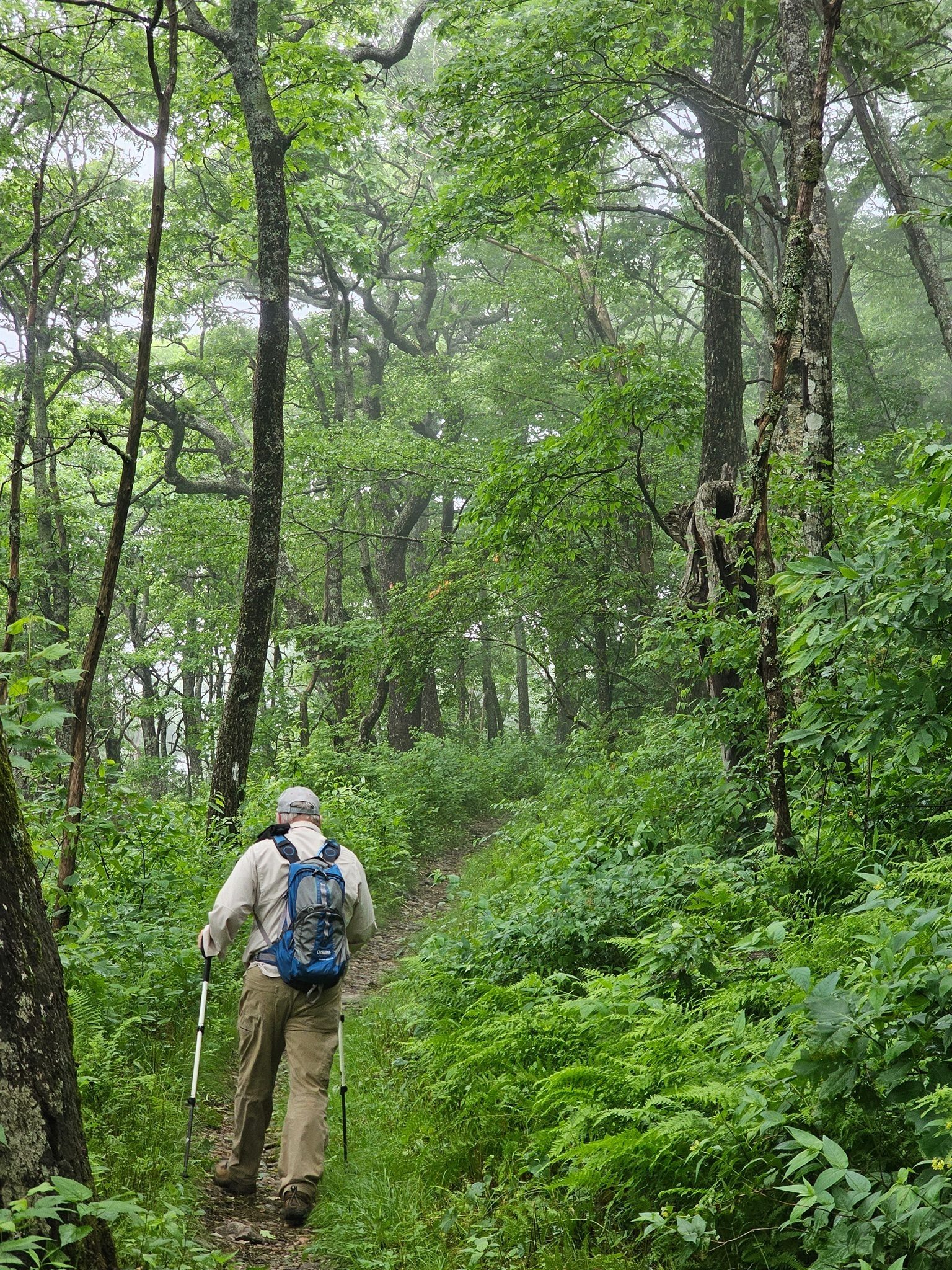 Heading into the cloud layer on the 3rd switchback just prior to the peak of Standing Indian Mountain.