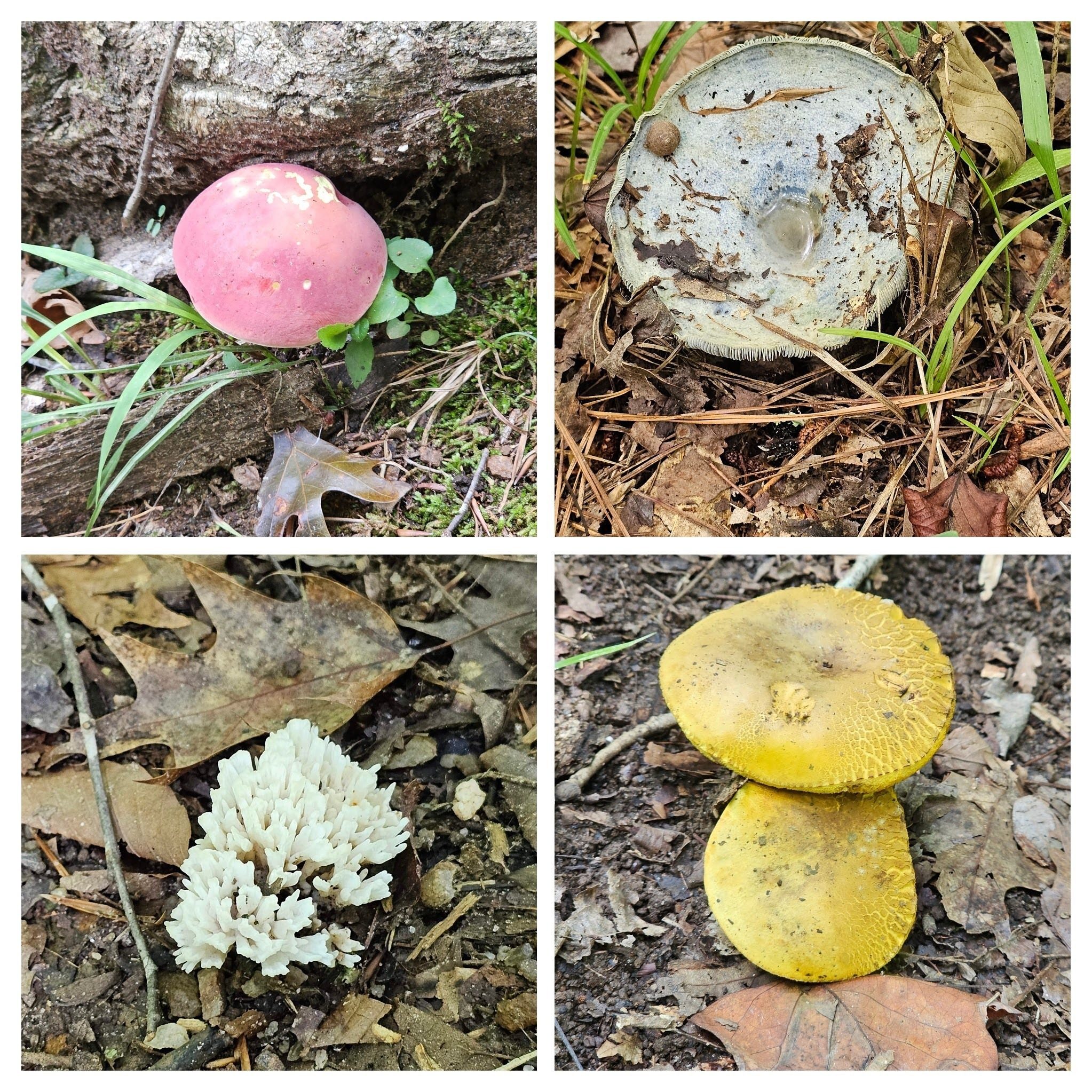 It was a good day for colorful fungus.