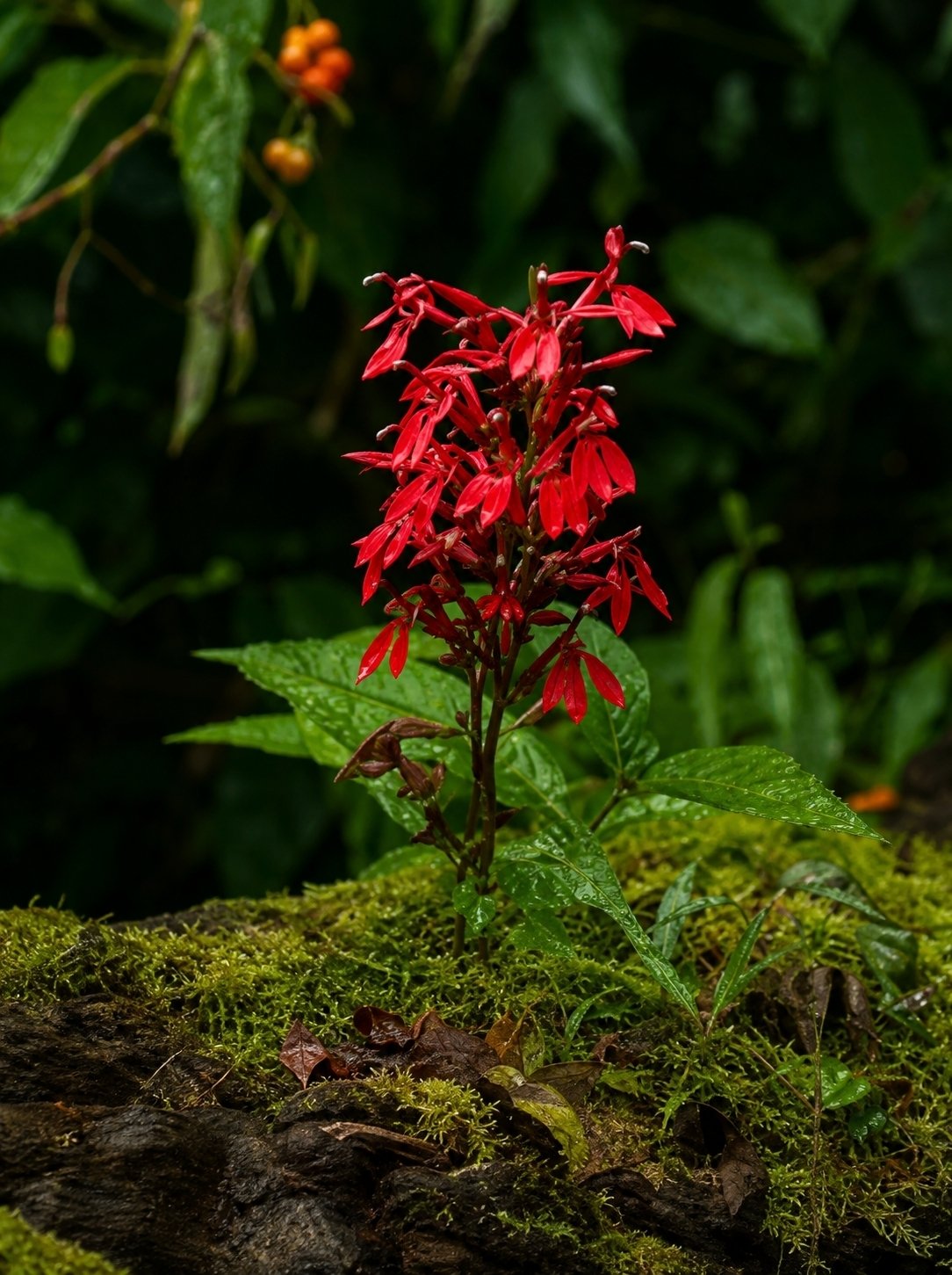 Same Cardinal flower   . . . ain't she a beaut!