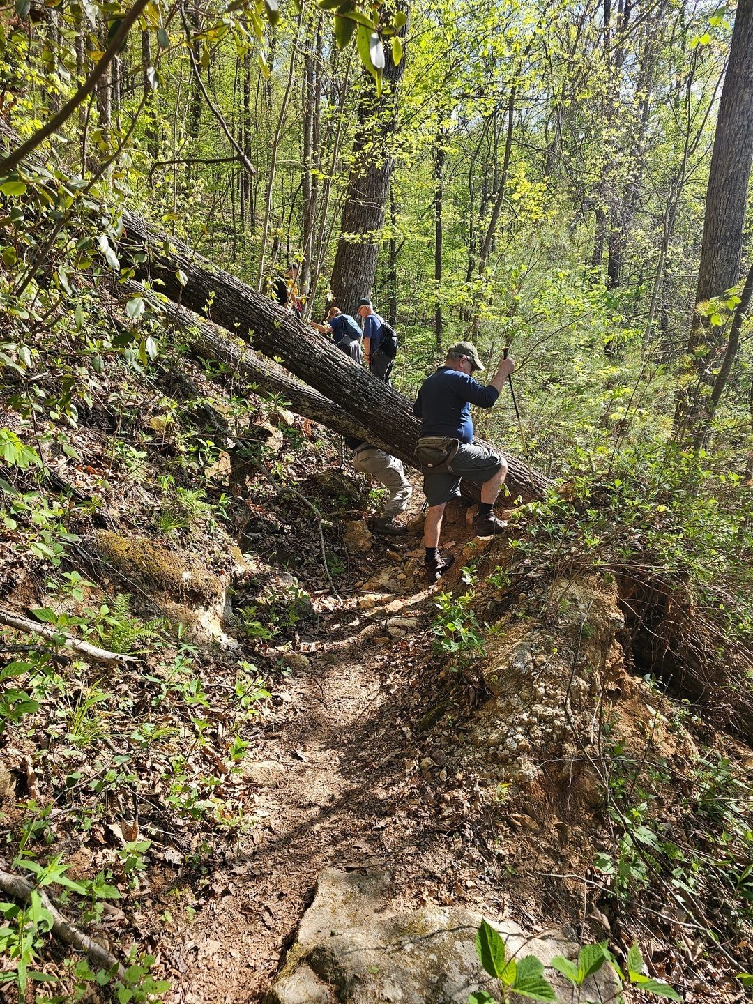 What's a hike without a blowdown?  But, there were several more today.
