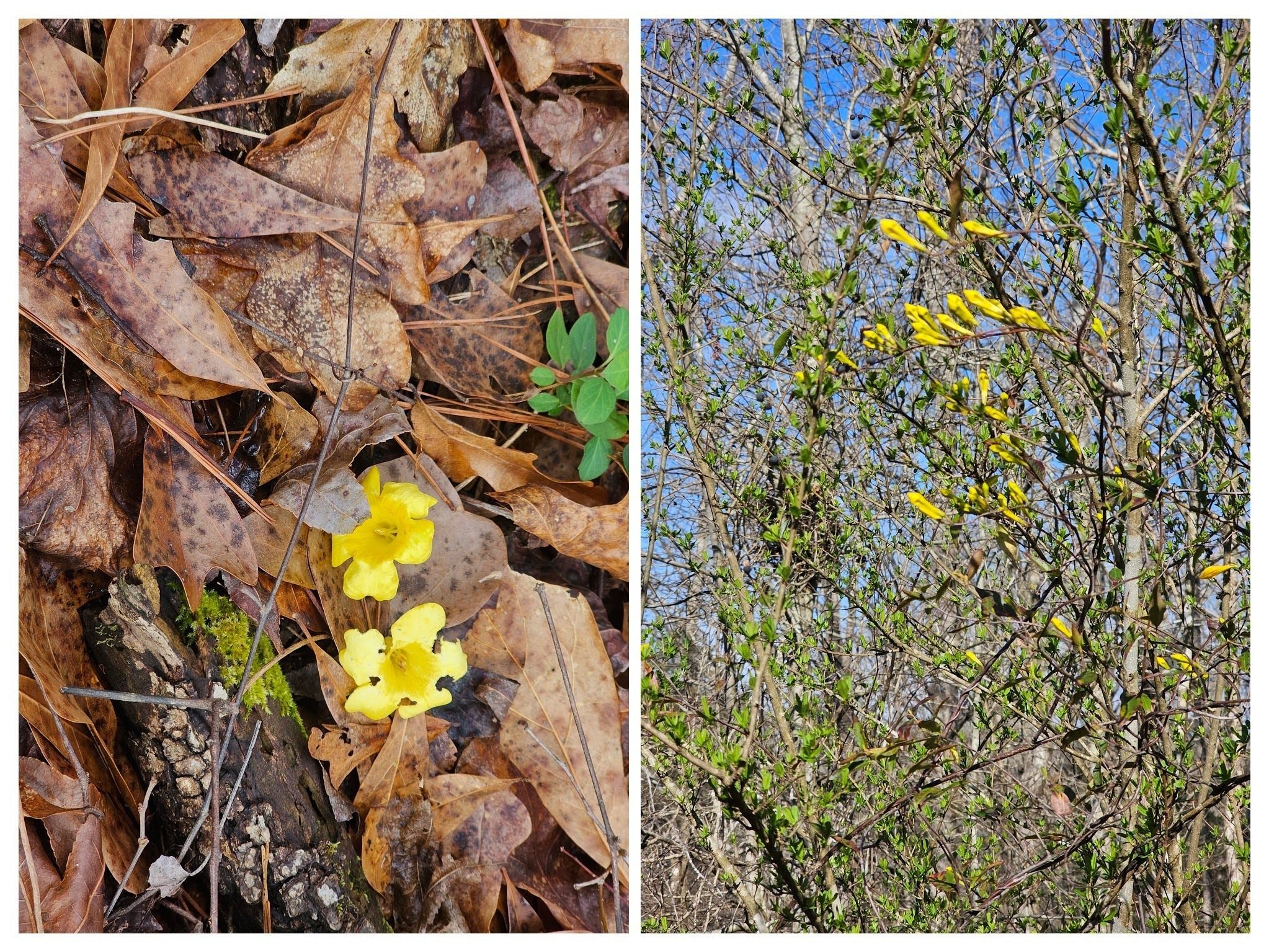 We saw these small yellow blooms on the trail, later to see the Carolina Jasmine high in the trees.