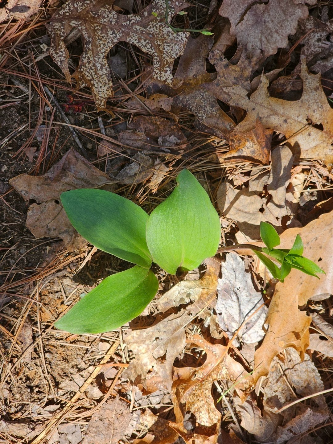 We spotted this small lily beginning to send up a bloom shoot.  PlantNet says it might be a Carolina Lily.