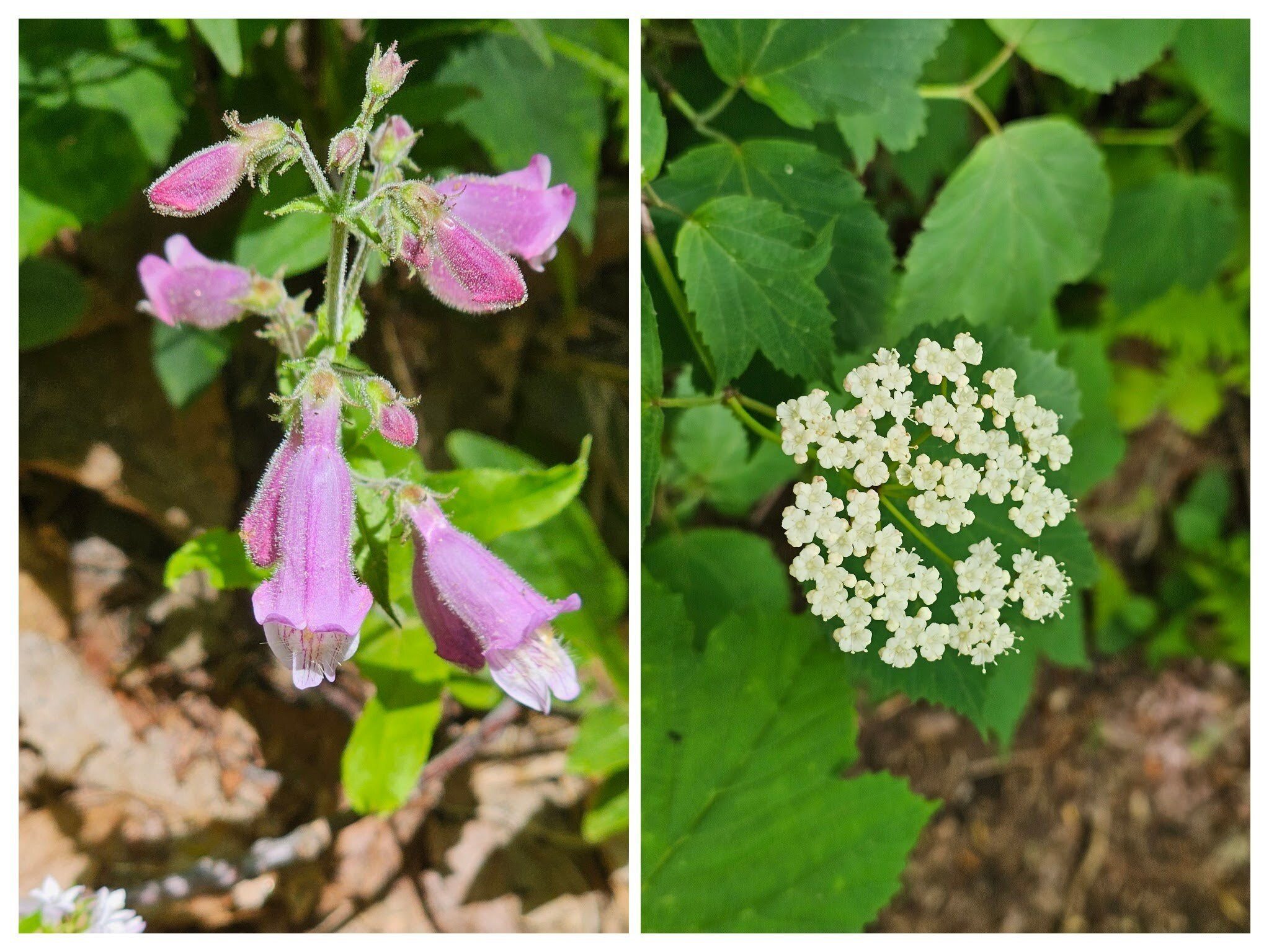 Some last wildflowers: Left: Beardtongue; Right: Mapleleaf viburnum