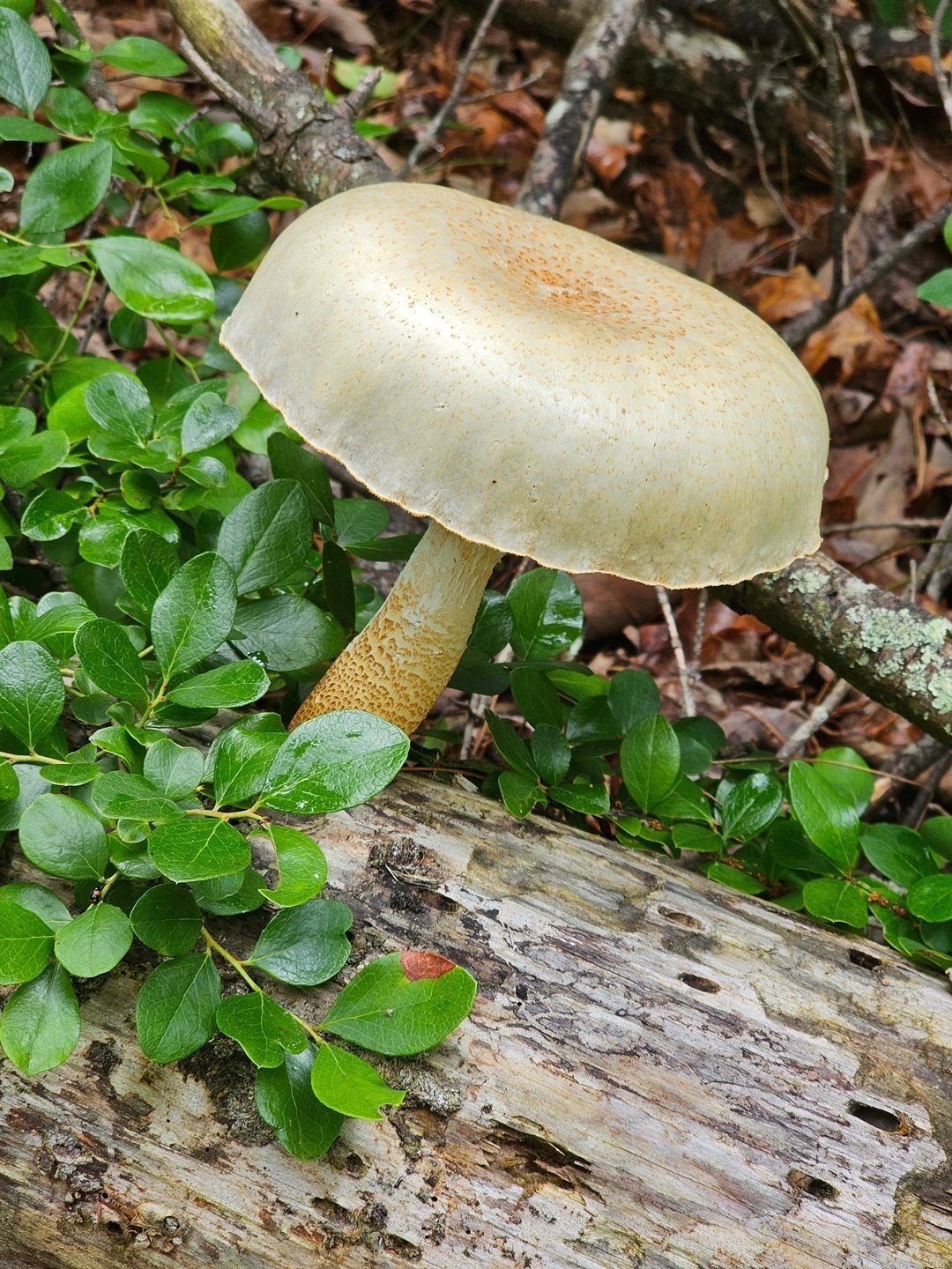 This nice fungus example was one of just a few seen today despite the recent rain.