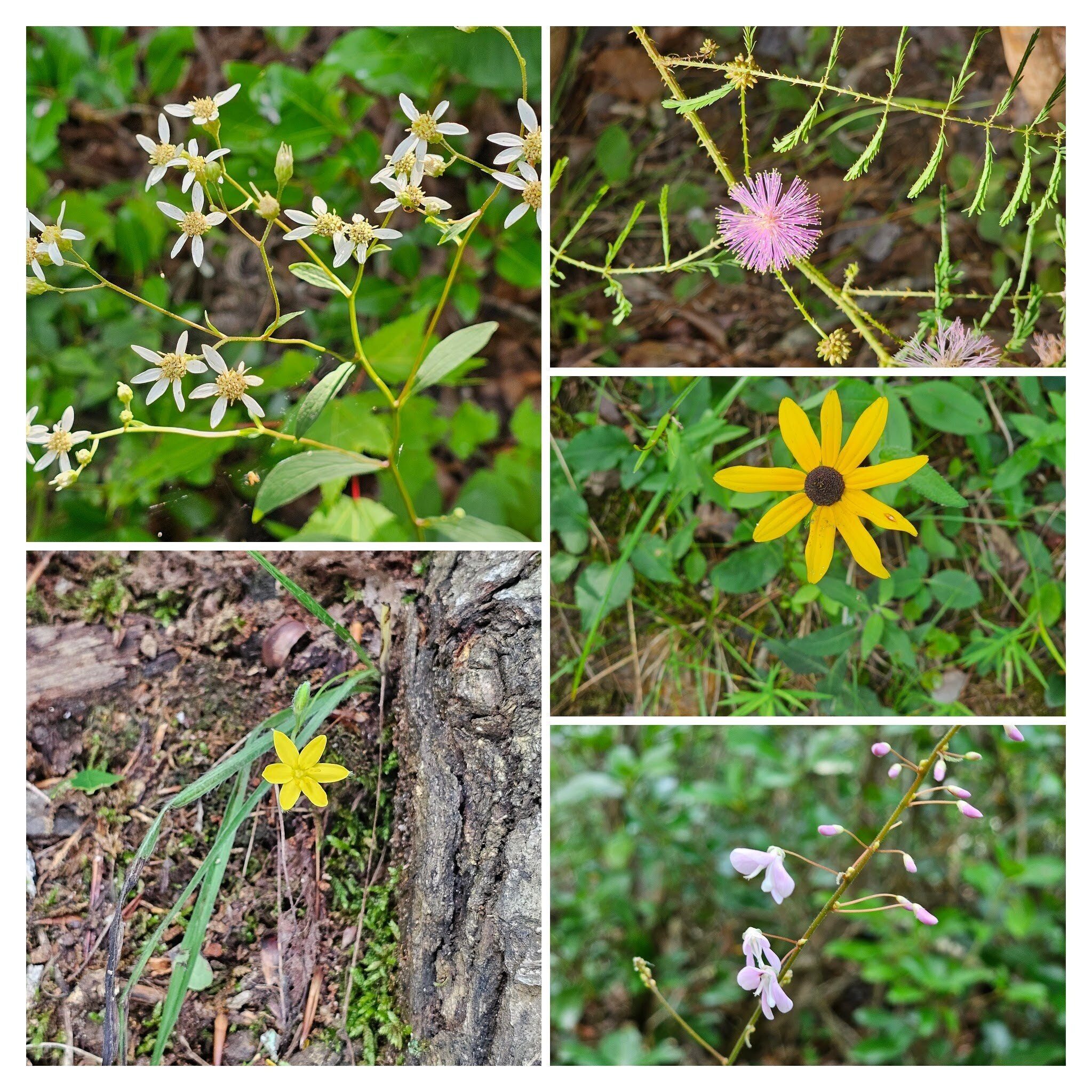 Other wildflowers, from 10 o'clock: Appalachian flat-top aster; Sensitive Plant; Blackeyed Susan; Tick Trefoil (aka Beggar's lice); Yellow star grass