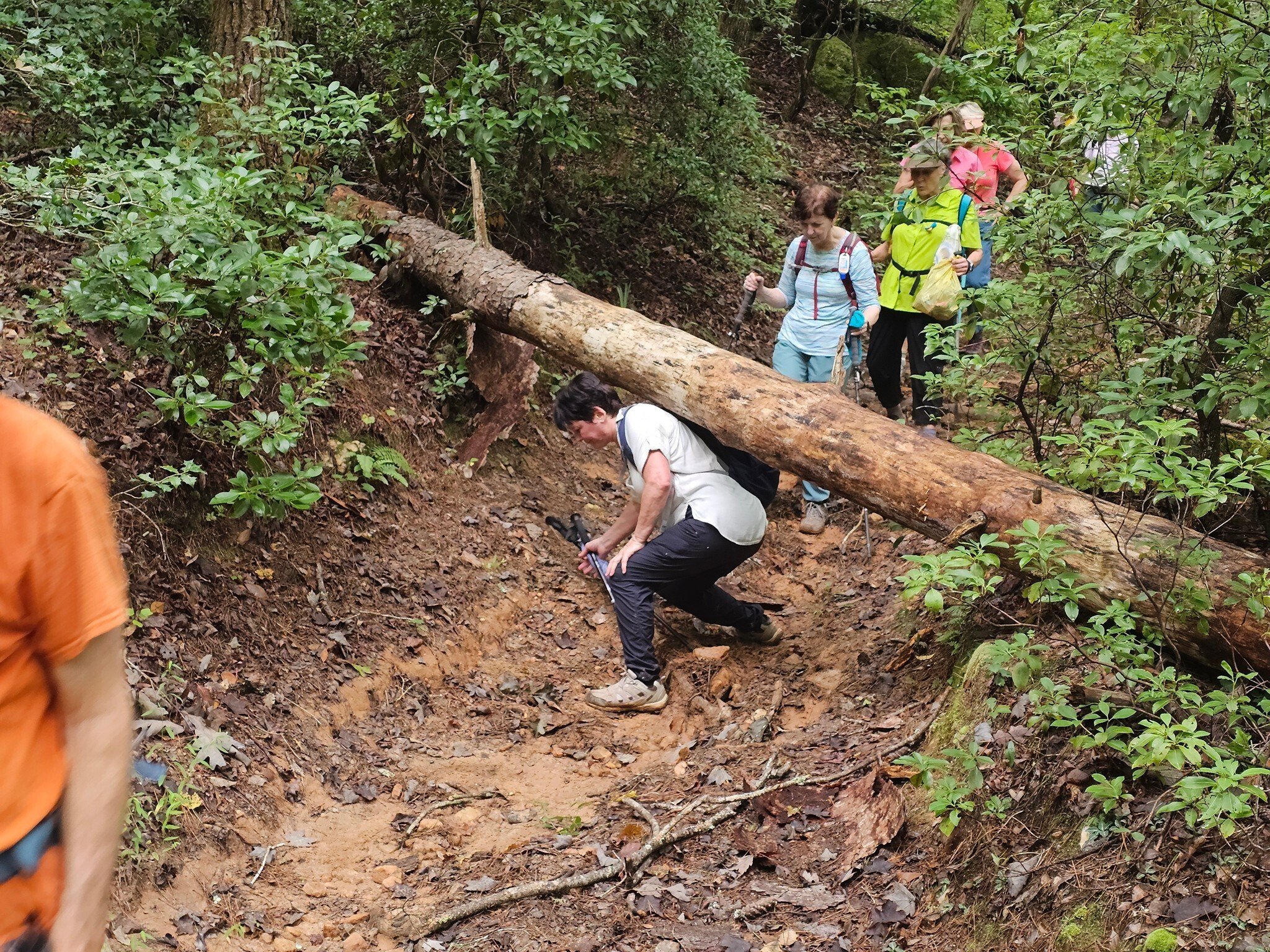 Surprisingly not many blow-downs on this hike, but this one was easy for most, not me, to duck under.