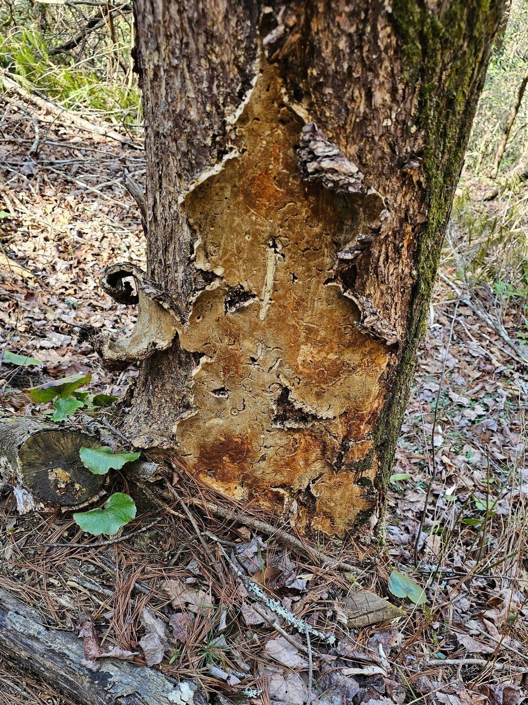 A rather curious large fungus growing on this tree.