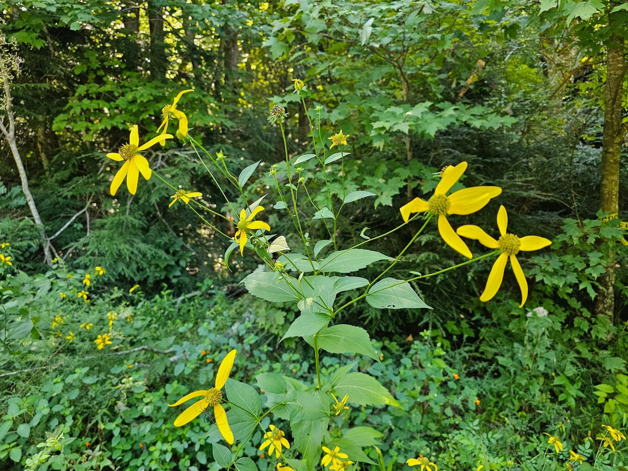 Not many wildflowers on this trail today.  Just these Cutleaf coneflowers near the start of the hike.
