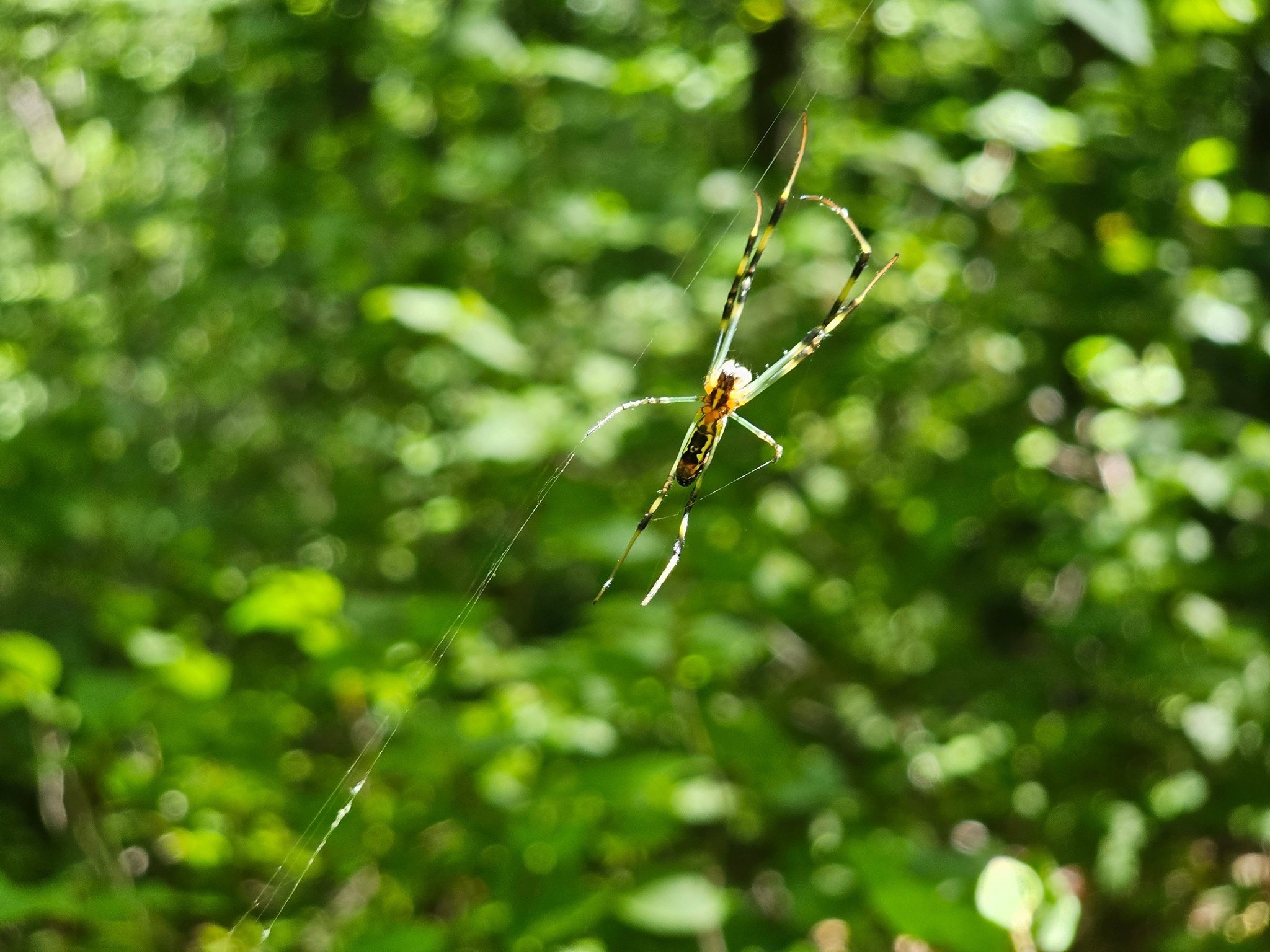 Thanks to Heather and others for clearing our path of  Joro spiders today.