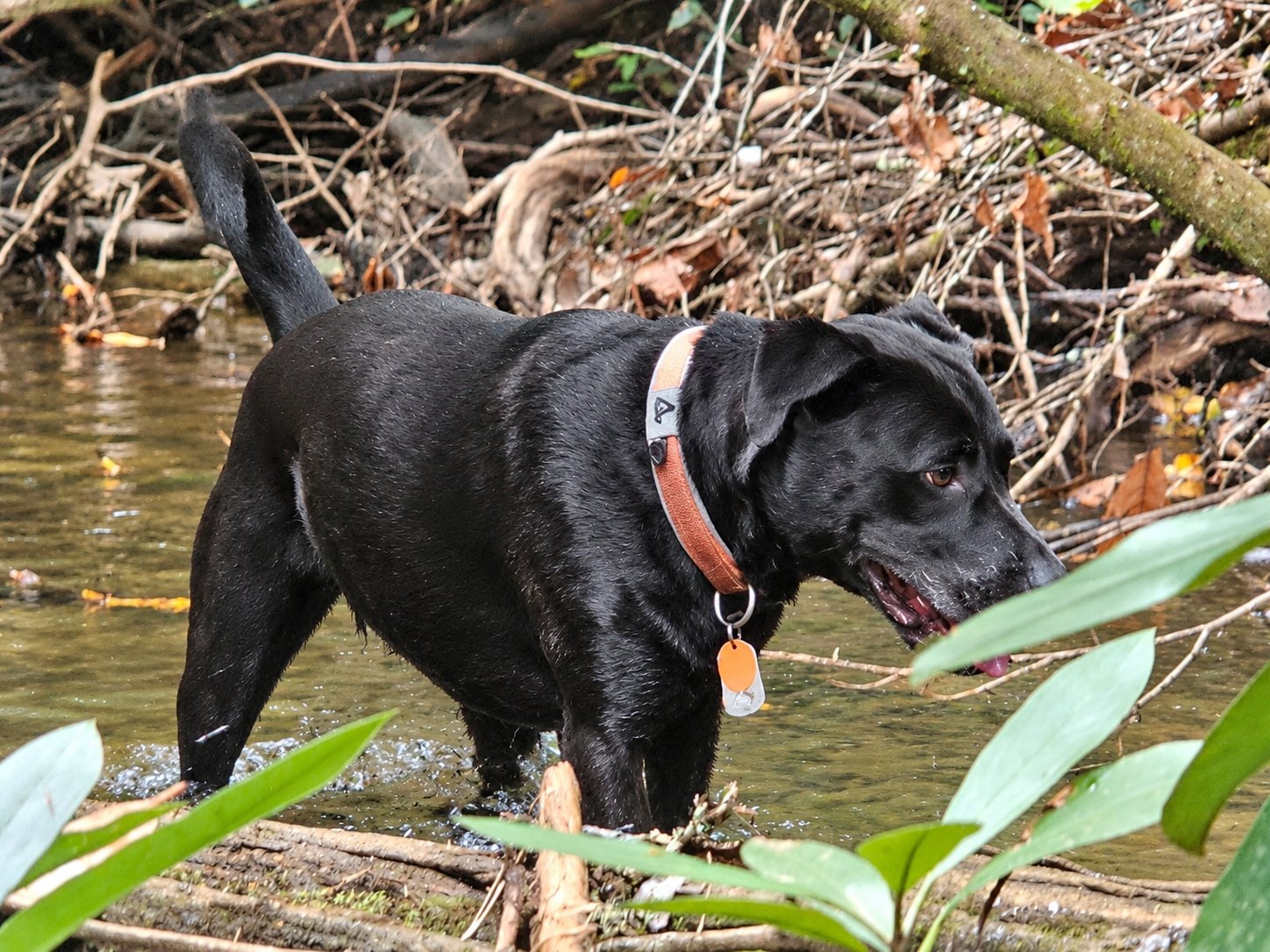 Toby decides to "go hunting" in one of those pools.