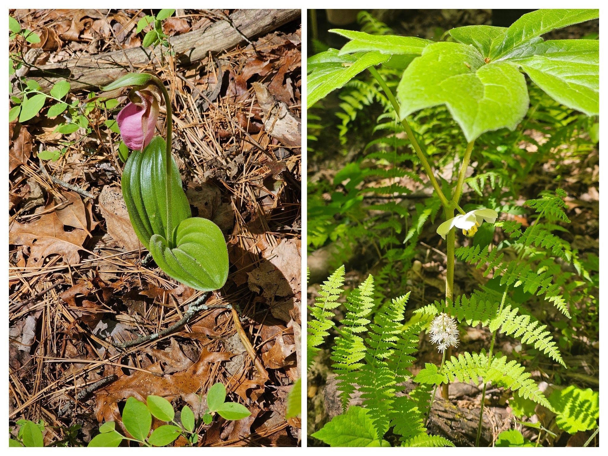 Continuing down toward Unicoi State Park, we saw this Pink Ladyslipper and Mayapple in bloom.