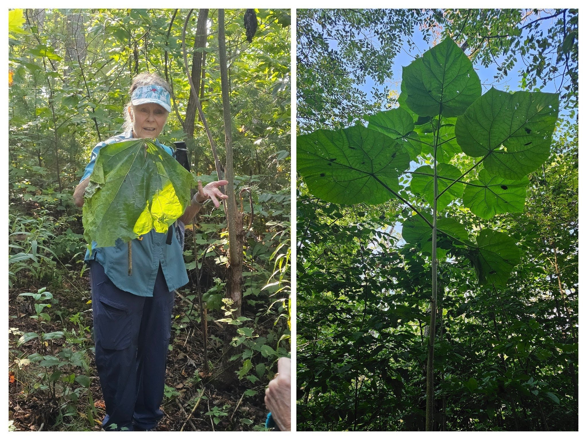 While we may have been fascinated by this Princess or Empress Tree, it is considered a highly invasive species coming from China in the 1840s .