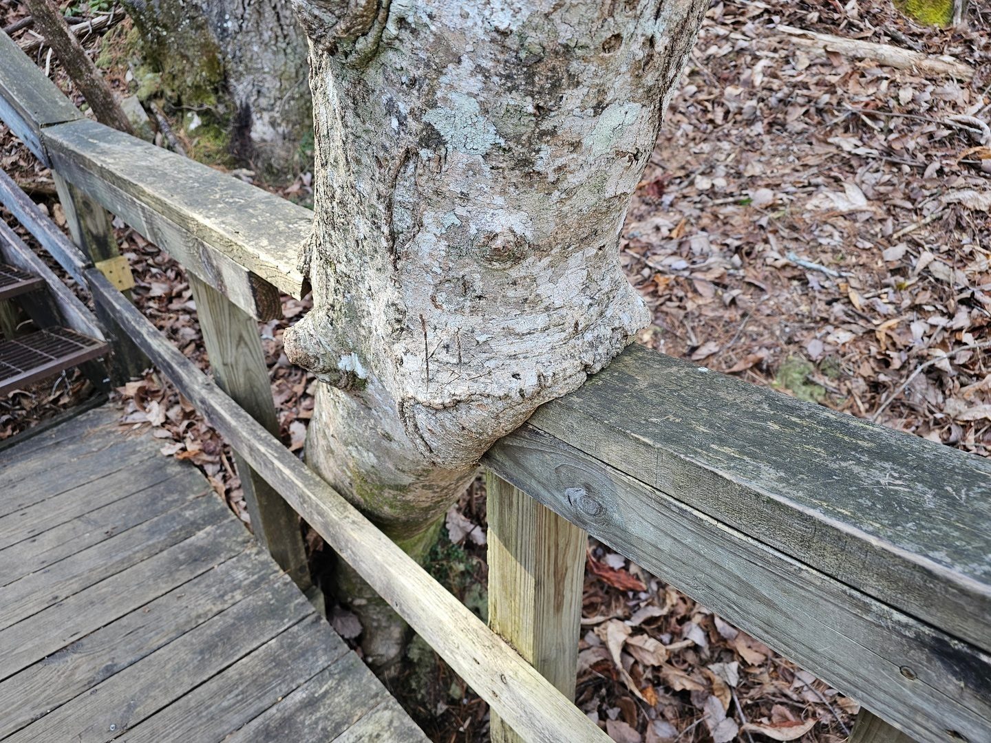 Curious how the step platform was built around a tree which has since begun to grow over the handrail.
