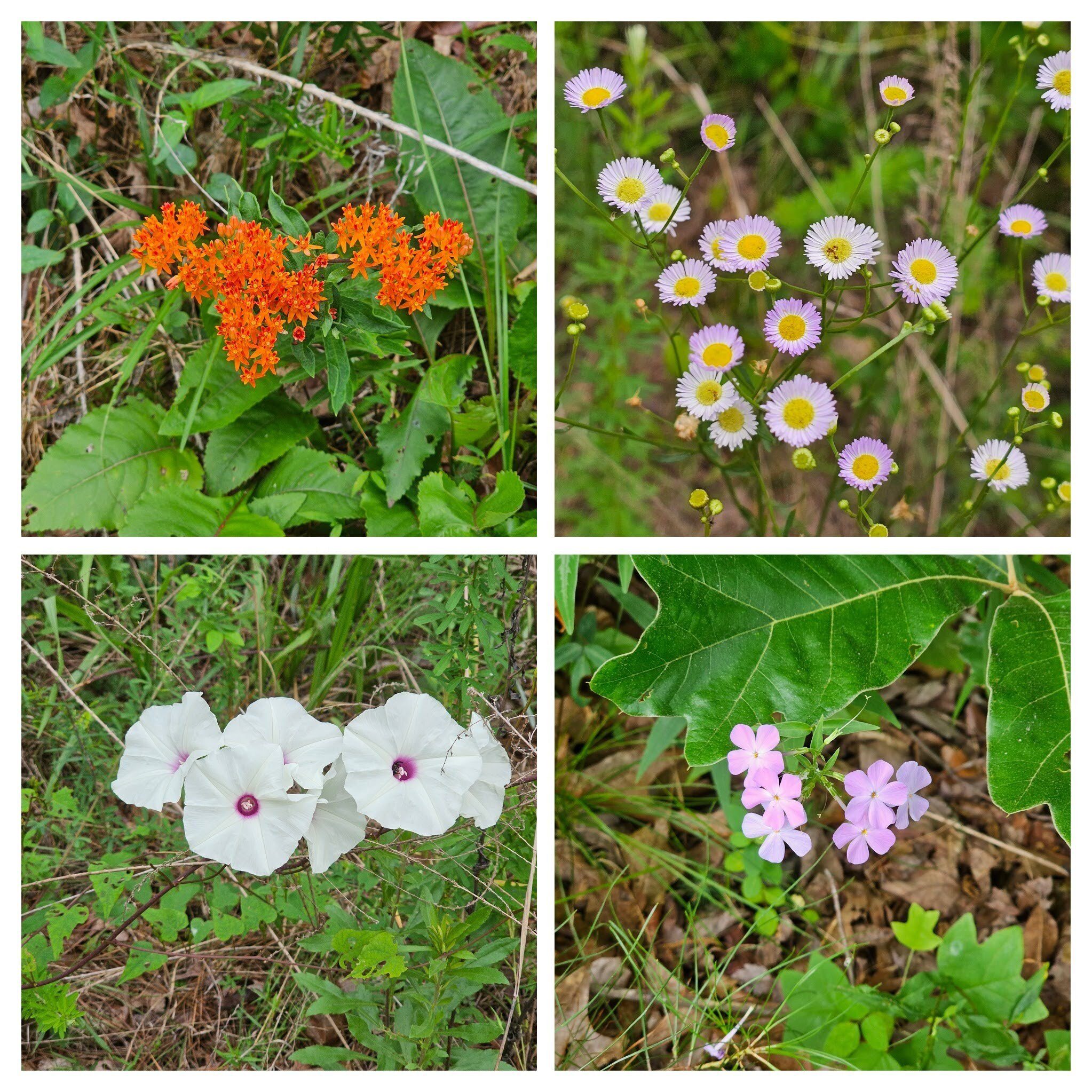 Along Locust Stake Road we see these wildflowers- UL: Butterfly milkweed; UR: Daisy Fleabane; LR: Phlox; LL: Morning-glory