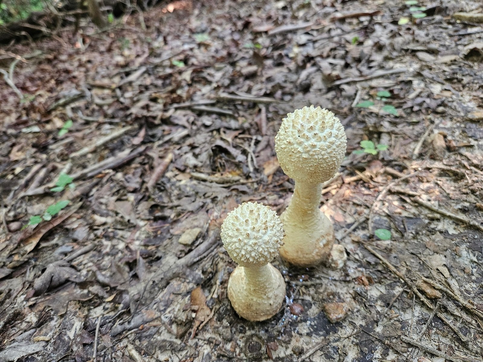 Curious looking mushrooms