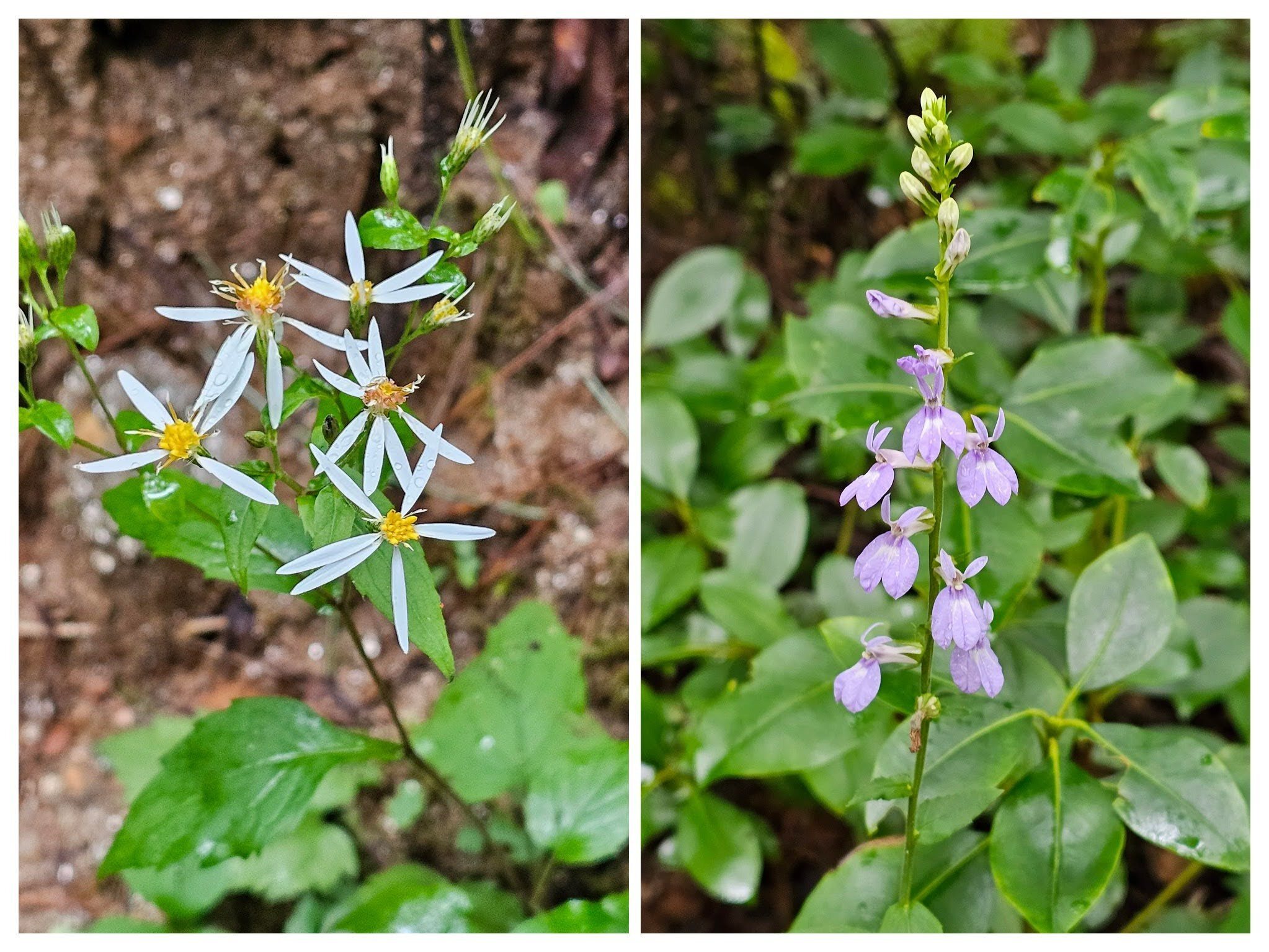 Not a lot of wildflowers today, but this White wood aster (L) and Downy lobelia (R) were some of the few we did see.