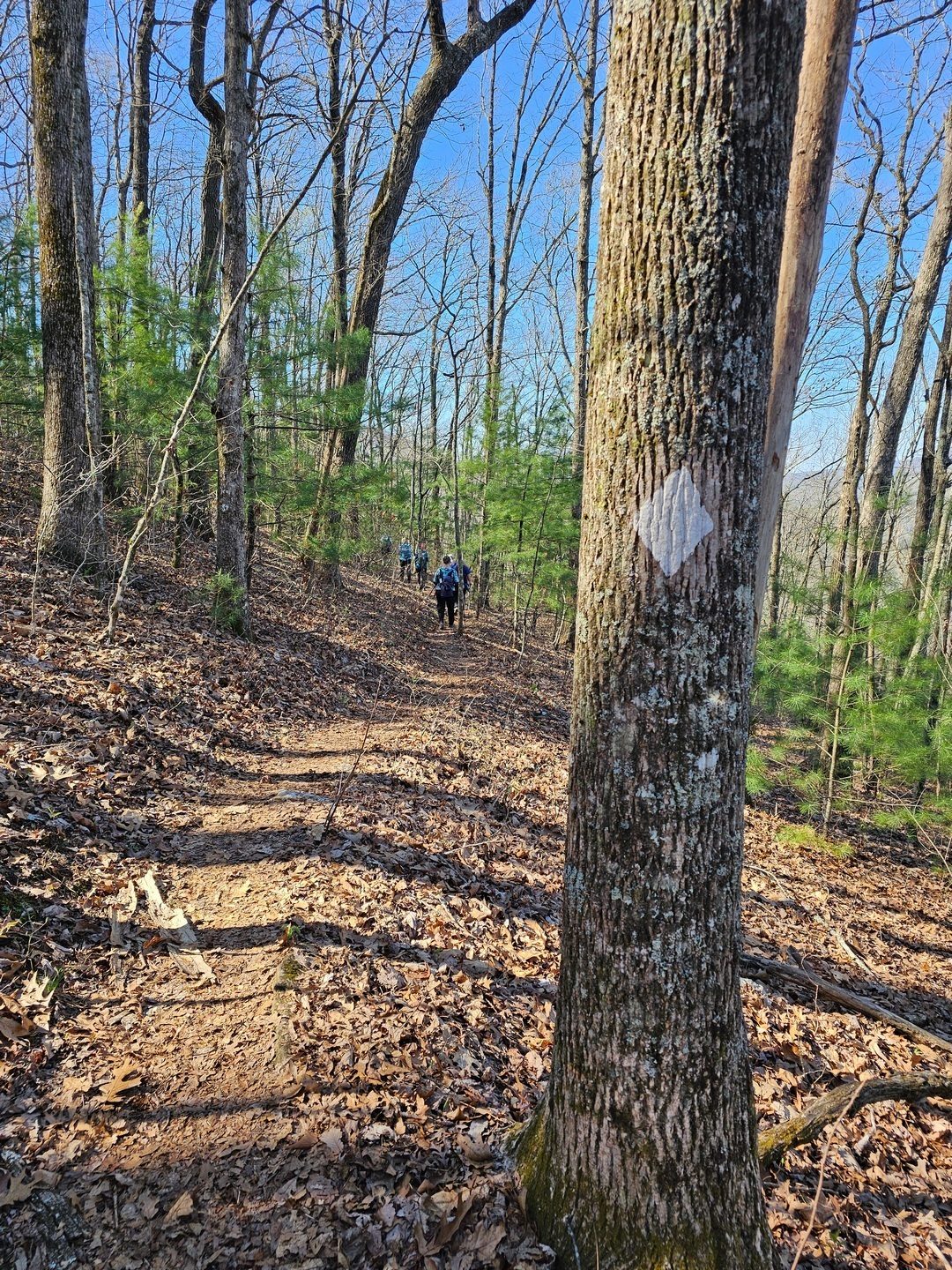 Benton MacKaye trail blaze along a very nice trail.