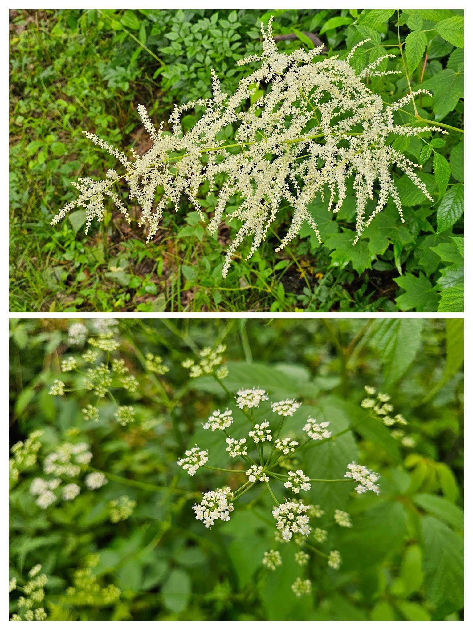 Now the white wildflowers: Top-Goat's beard; Bottom-Hairy angelica ???