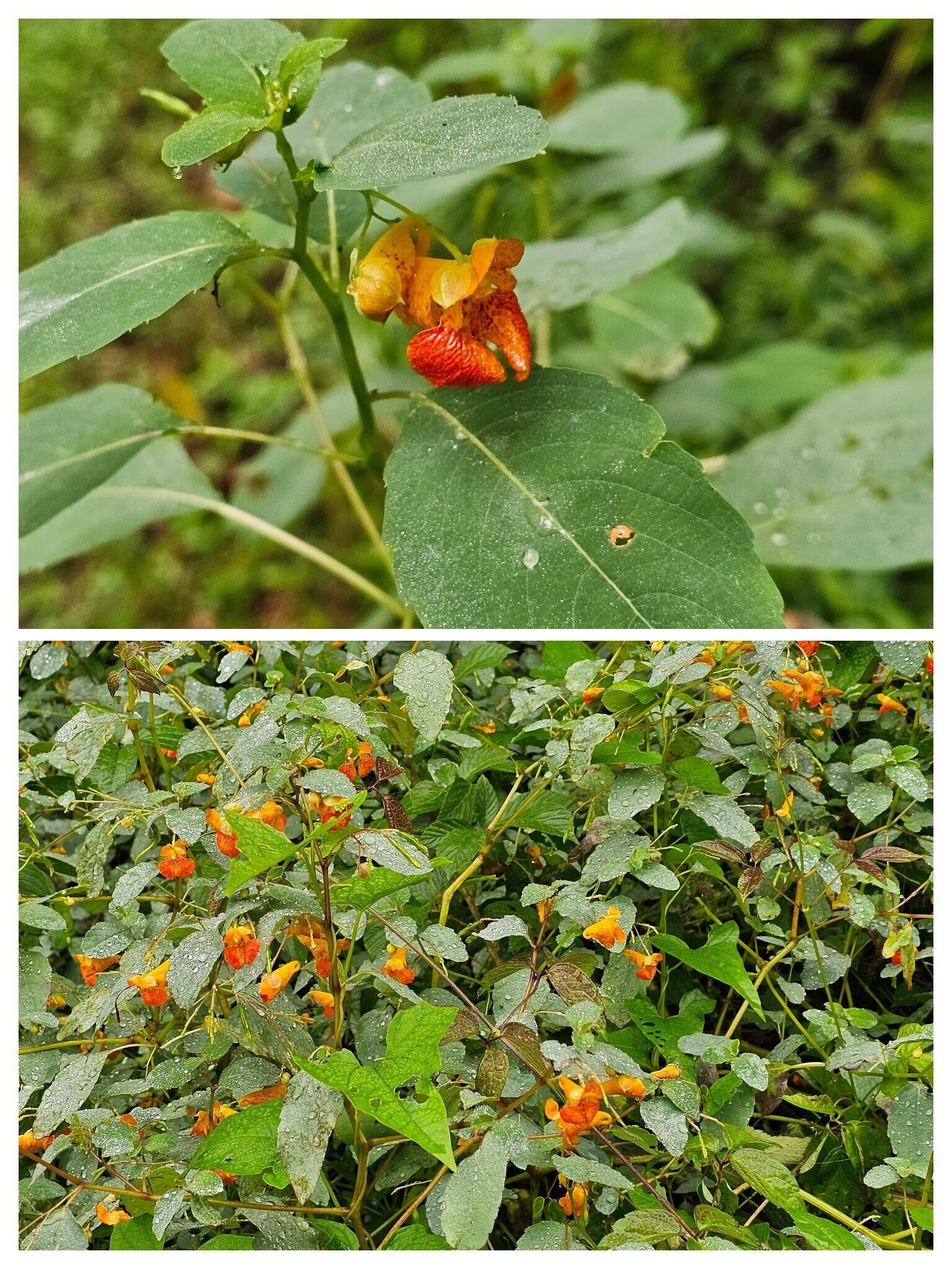The most prevalent wildflower today was Jewelweed found throughout the sunnier sections of the trail.