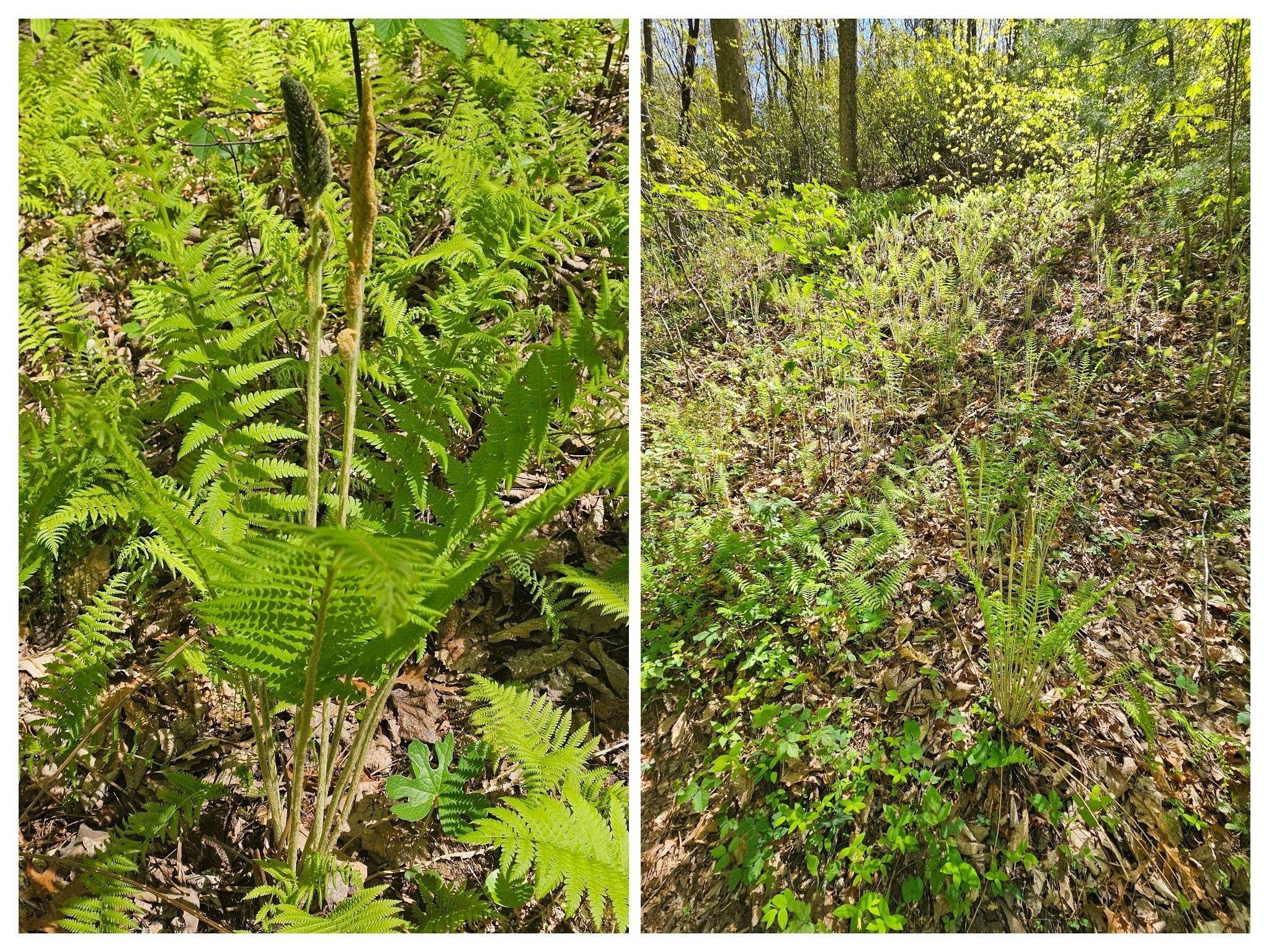 Smith Creek Trail kept on "giving" with a hillside mass of Cinnamon ferns showing their "specialized fertile fronds or spore-bearing stalks."