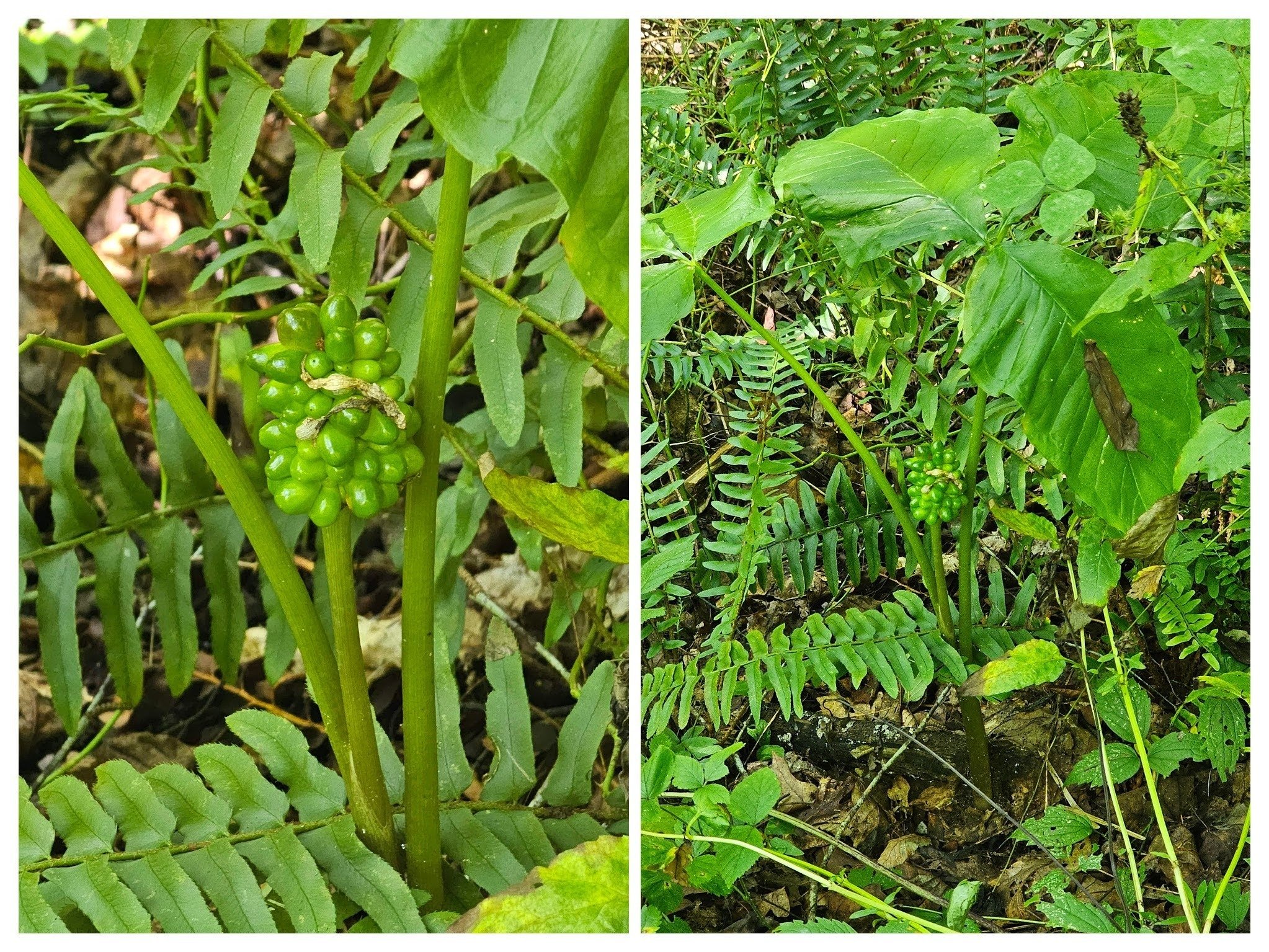 Beth McDonald spotted this Jack in-the-pulpit with ripening fruit beside the trail.