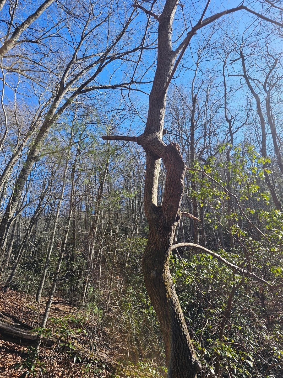 How about this Dogwood Tree that merged two branches into one also known as "inosculation" or "natural graft."