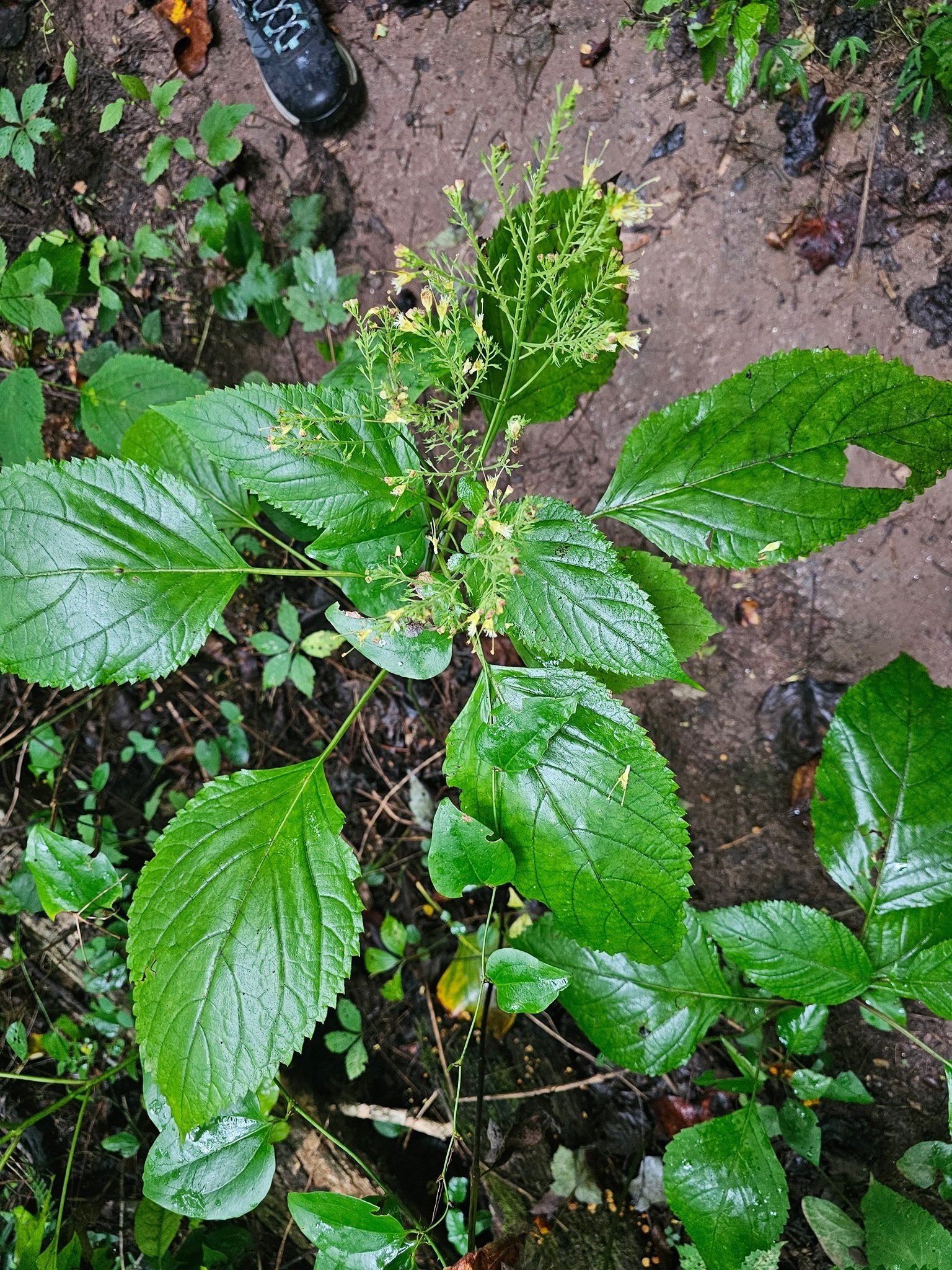 An early "what is this wildflower?" question.  Richweed, "a traditional herbal medicine, garden design, and supporting local wildlife."