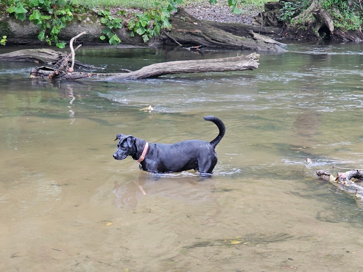 Toby's gone fishing in the Little Tennessee River.