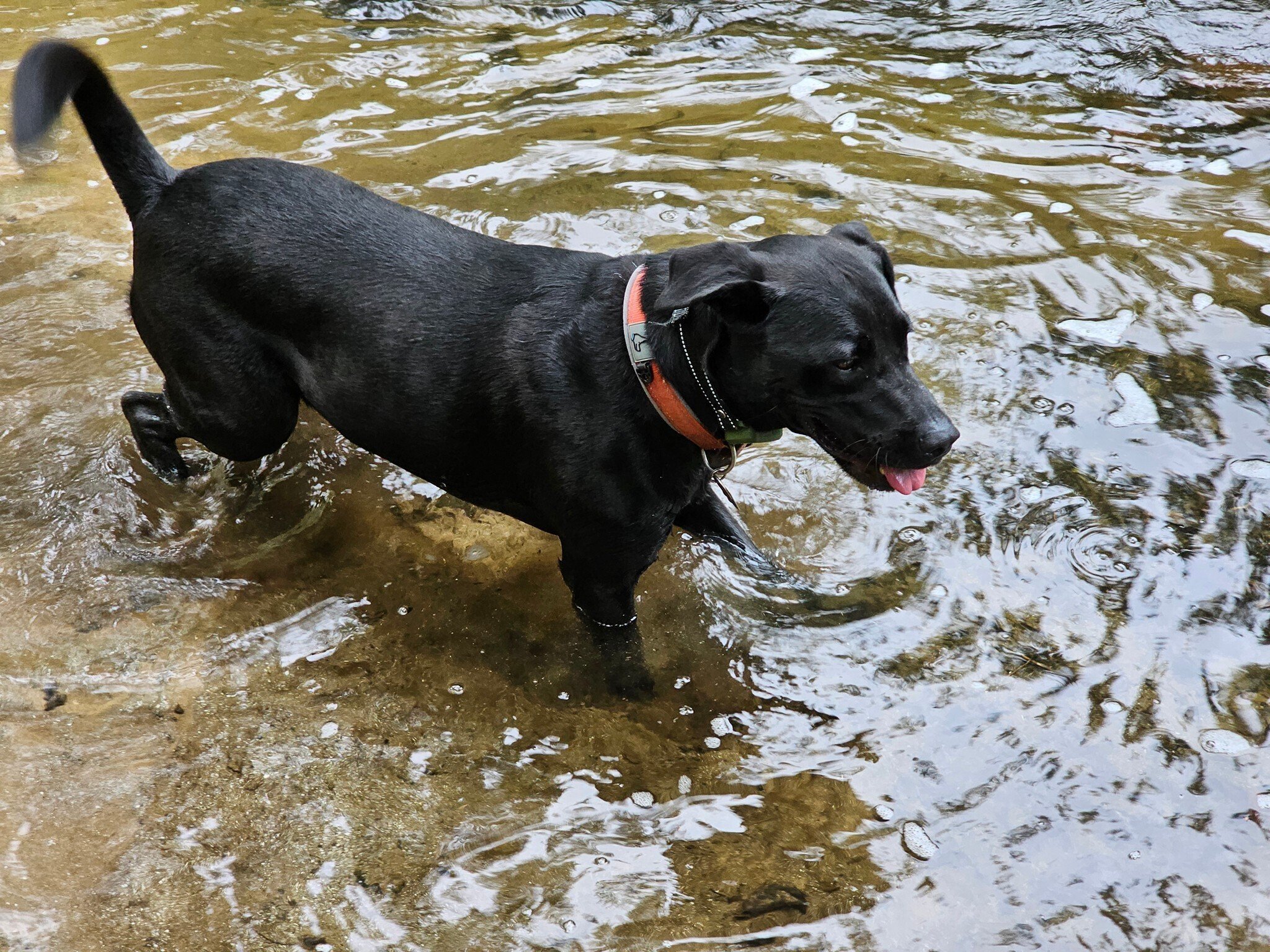 We've reached our break location and Toby has gone, "hunting" again in the Chattooga.