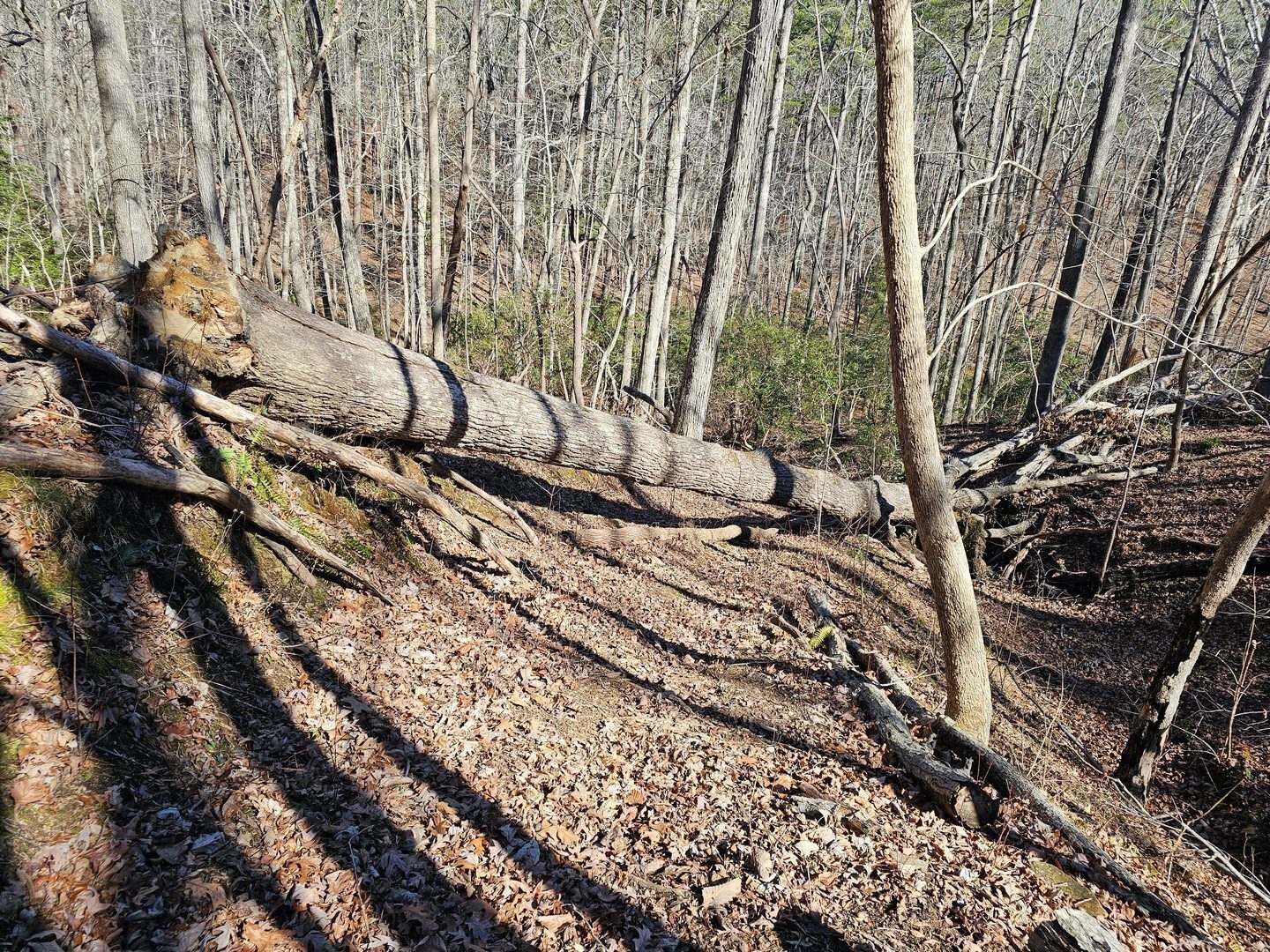 One blowdown near the end of the trail heading downhill toward the unnamed creek.