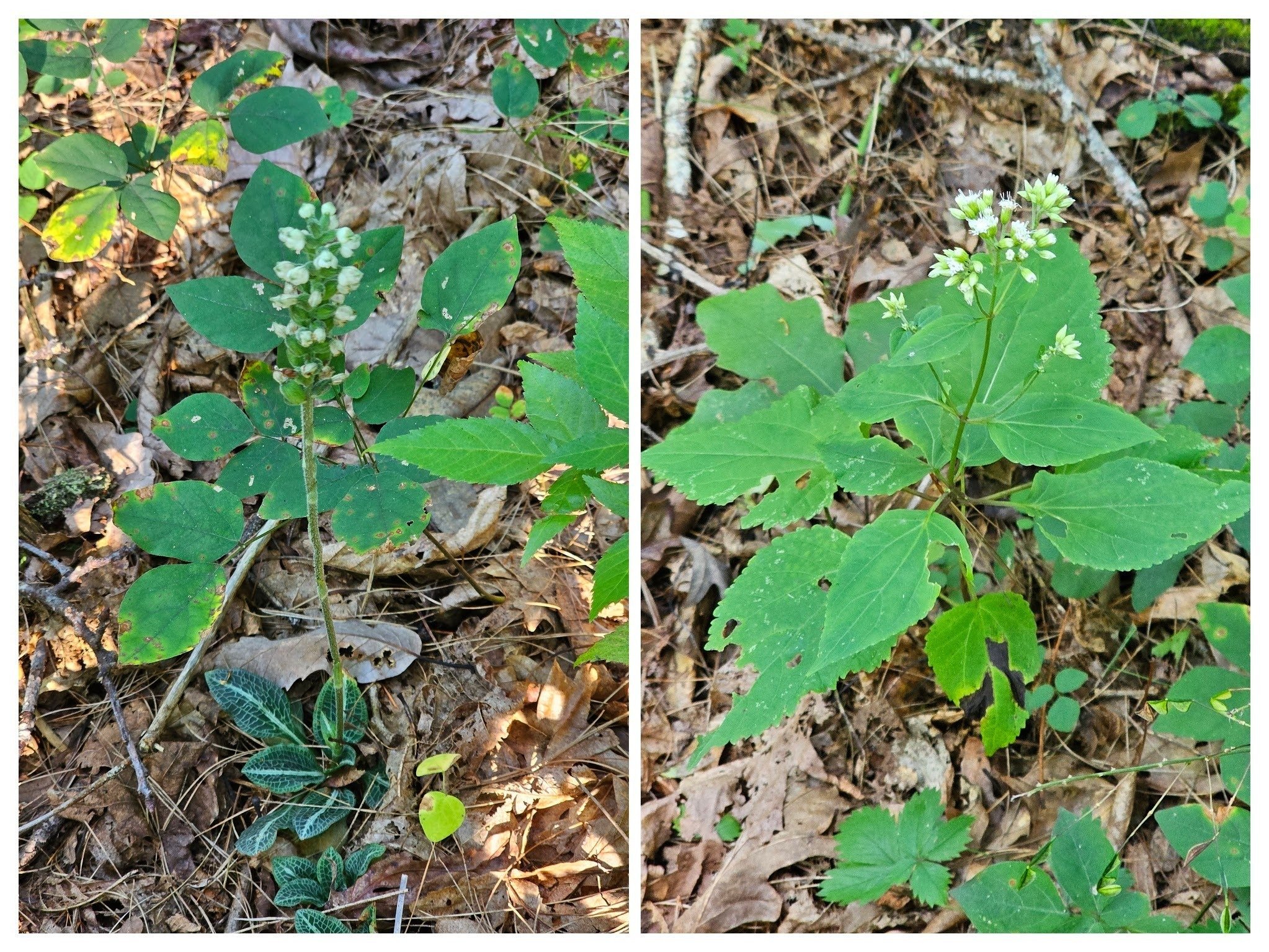 One of a kind today blooming-L: Downy Rattlesnake plantain; R:  White snakeroot.