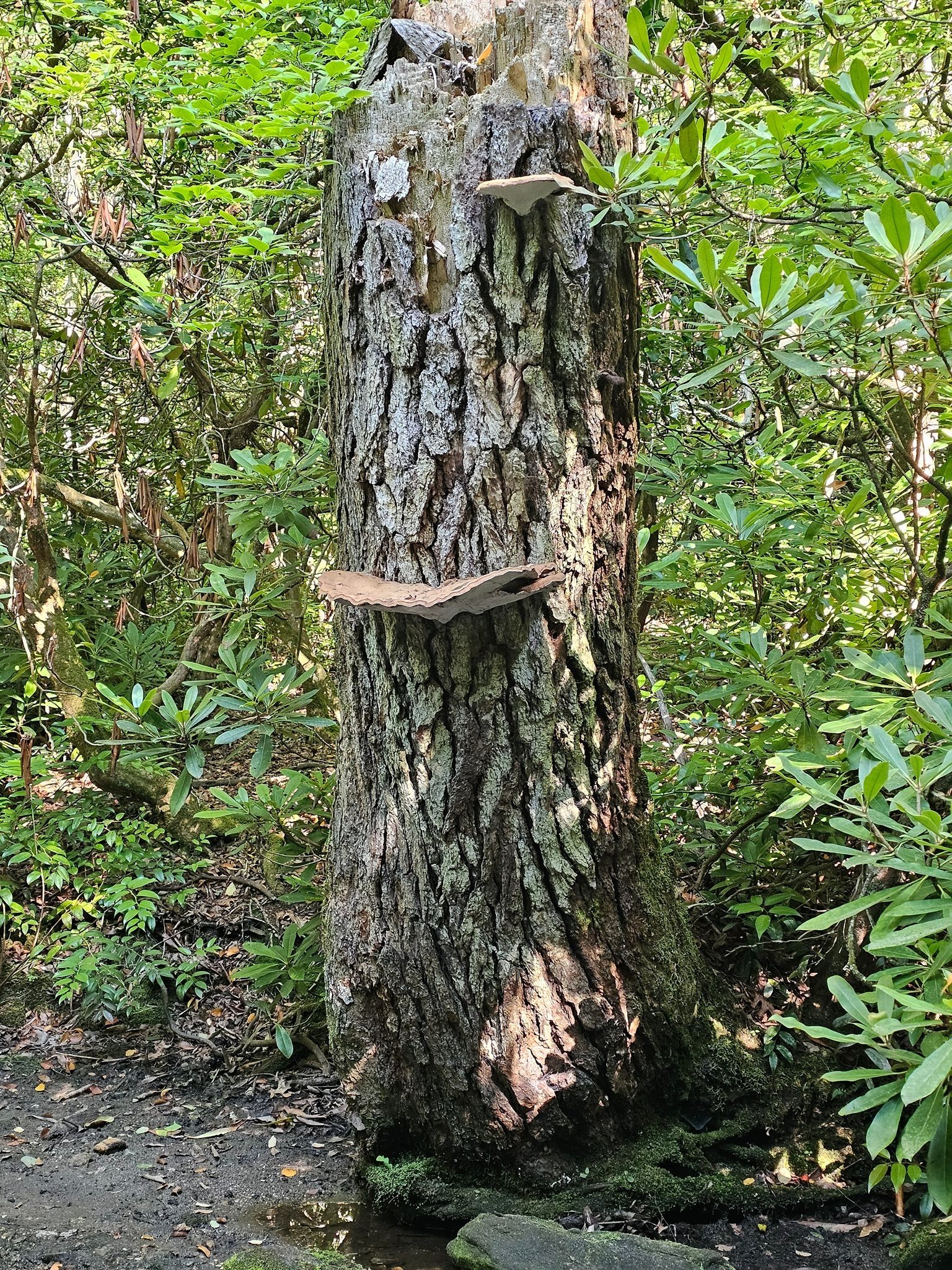 Our first large stacked mushroom sighting.