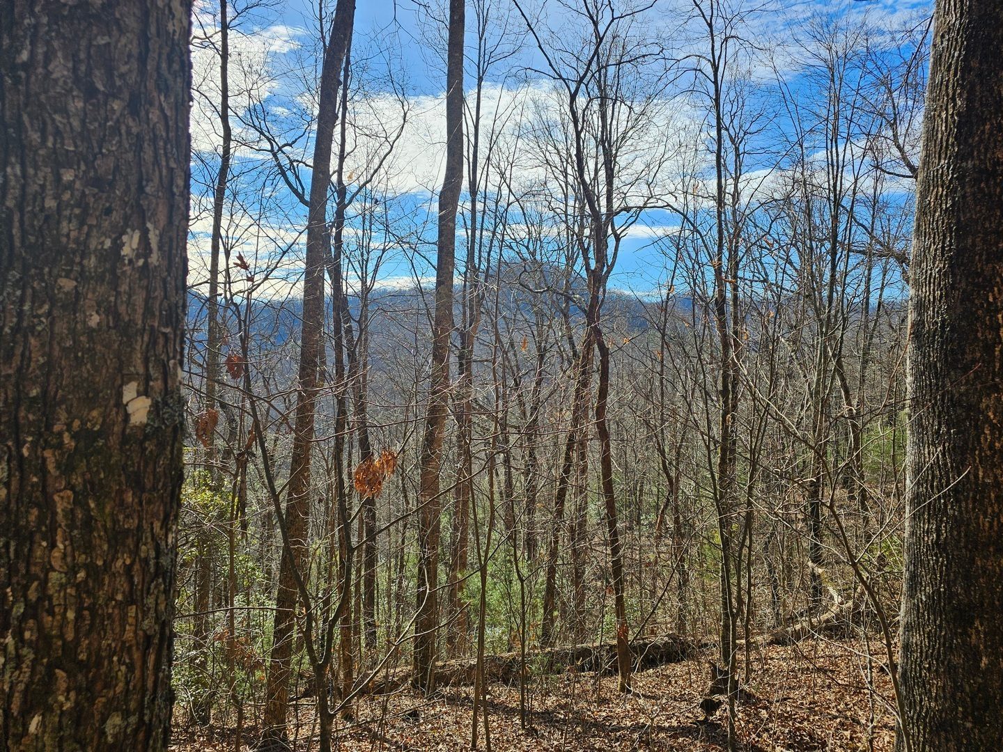 Walking along a ridgeline, there were views of the mountains through the open tree canopy.