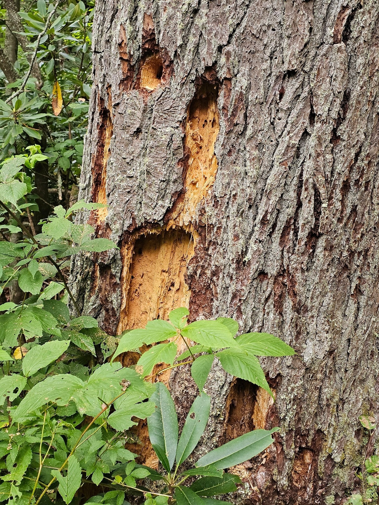 Serious woodpecker damage on this dead tree.