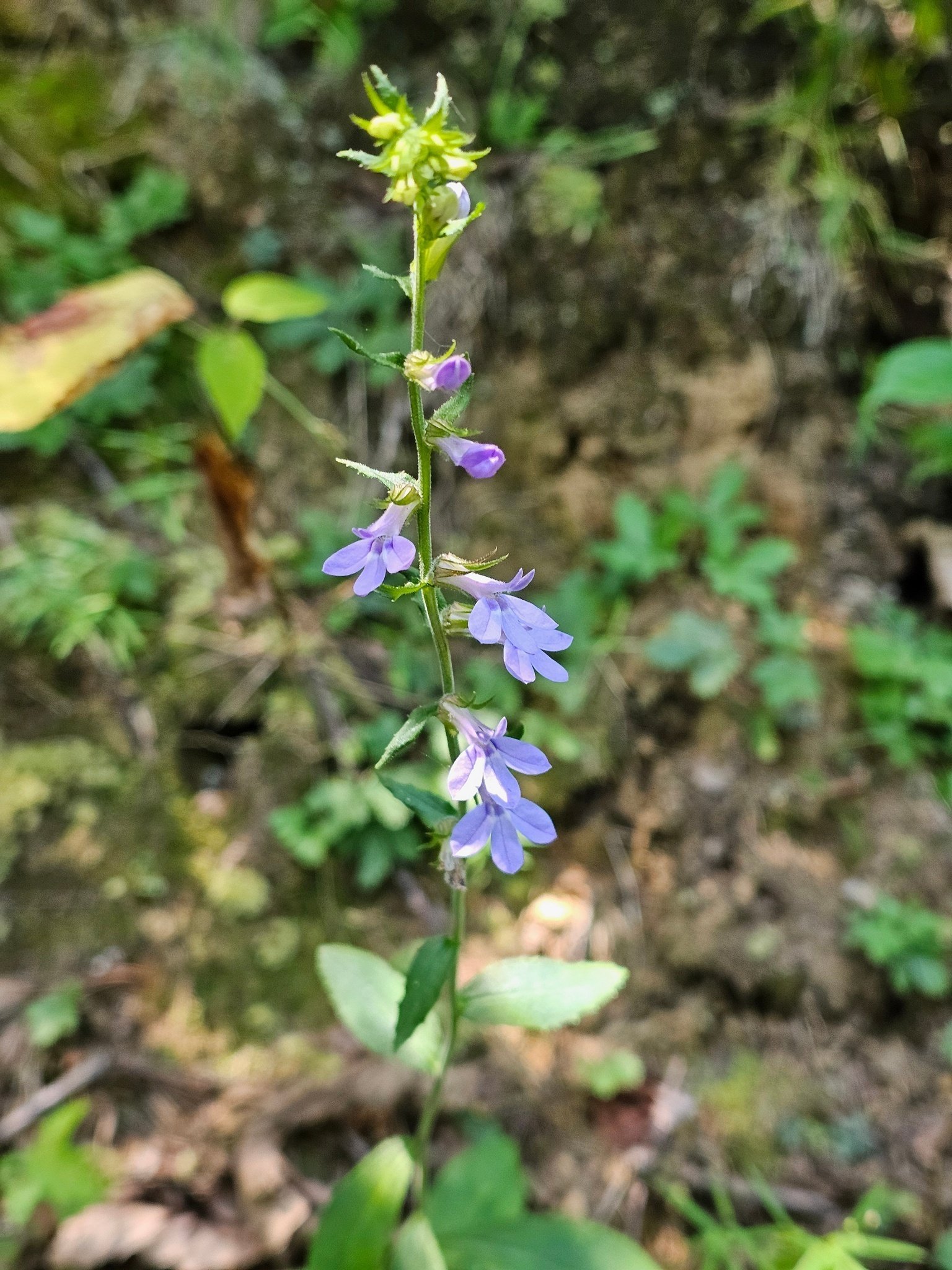 One of my favorite wildflowers this time of the year, the Downy lobelia.