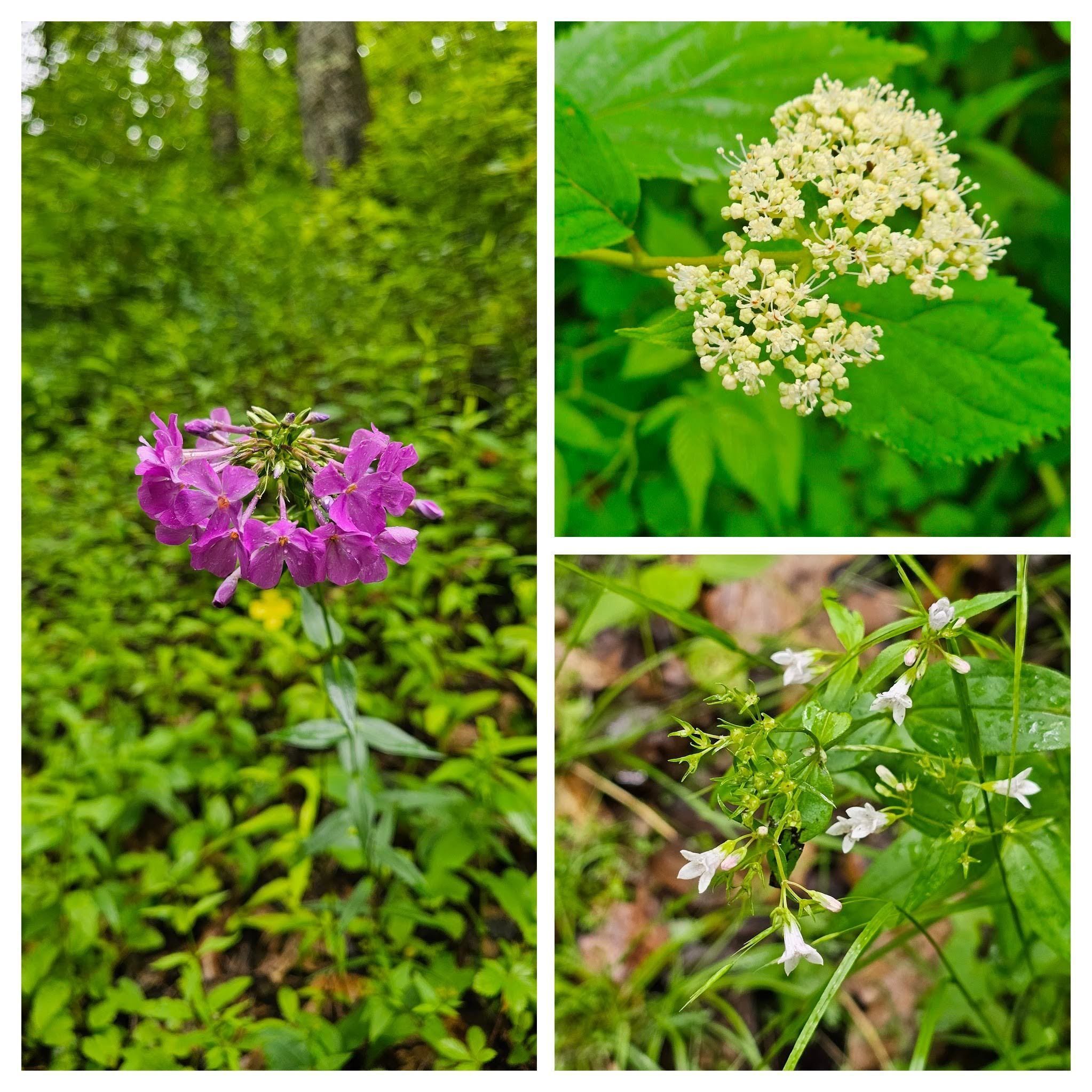 Left: The only example of phlox seen on the trail; UR: Wild hydrangea; LR: Woodland bluet